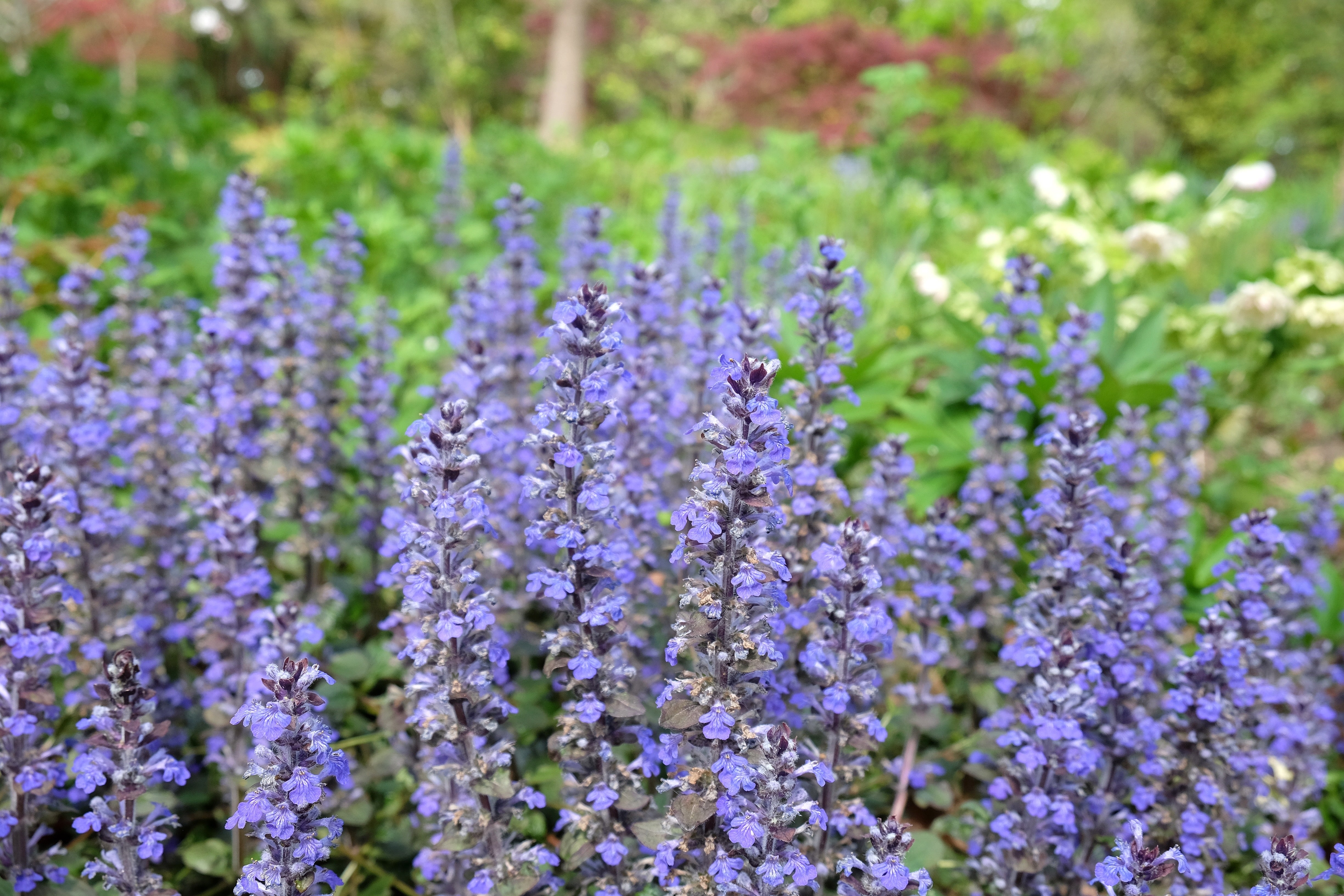 Ajuga reptans 'Braunherz' / Günsel - Stauden Gaenge