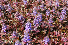 Ajuga reptans 'Braunherz', eine Staude mit braunroten Blättern, wächst im Garten, von Stauden Gänge.