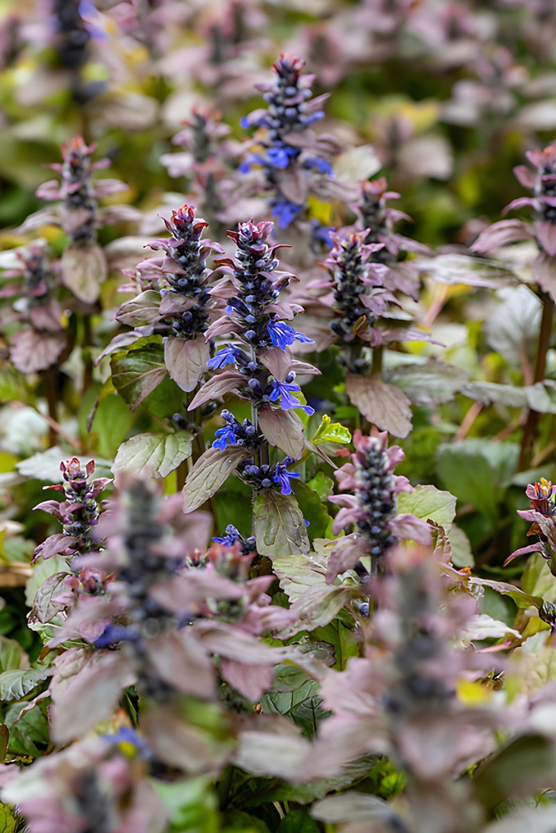 Ajuga reptans 'Braunherz' / Günsel - Stauden Gaenge