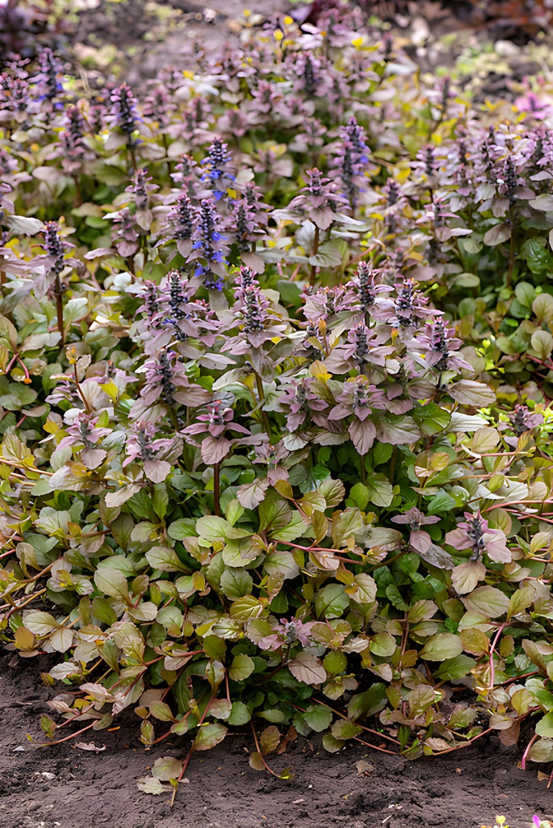 Ajuga reptans 'Braunherz' / Günsel - Stauden Gaenge