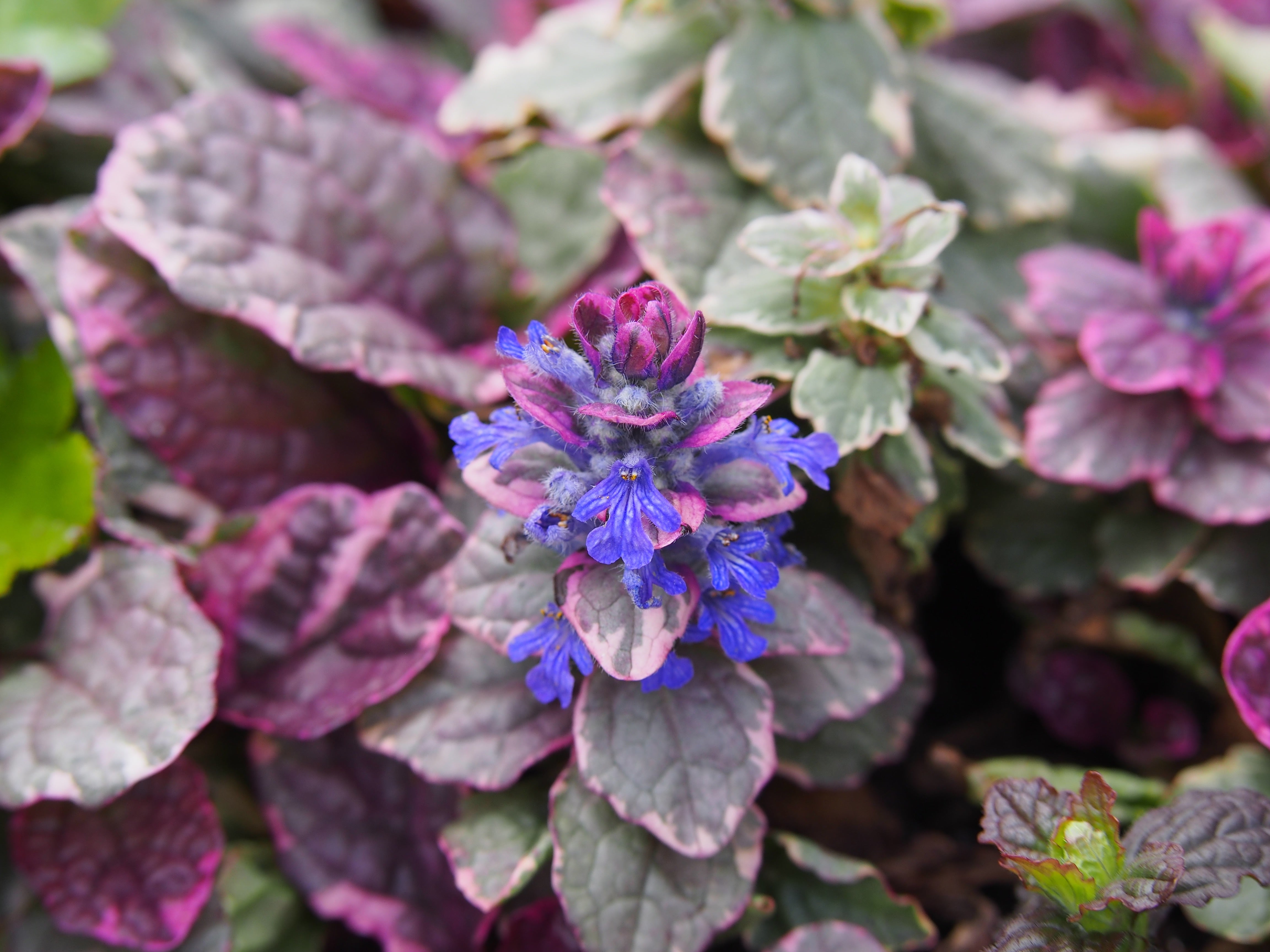 Ajuga reptans ‚Burgundy Glow' / Günsel - Stauden Gaenge