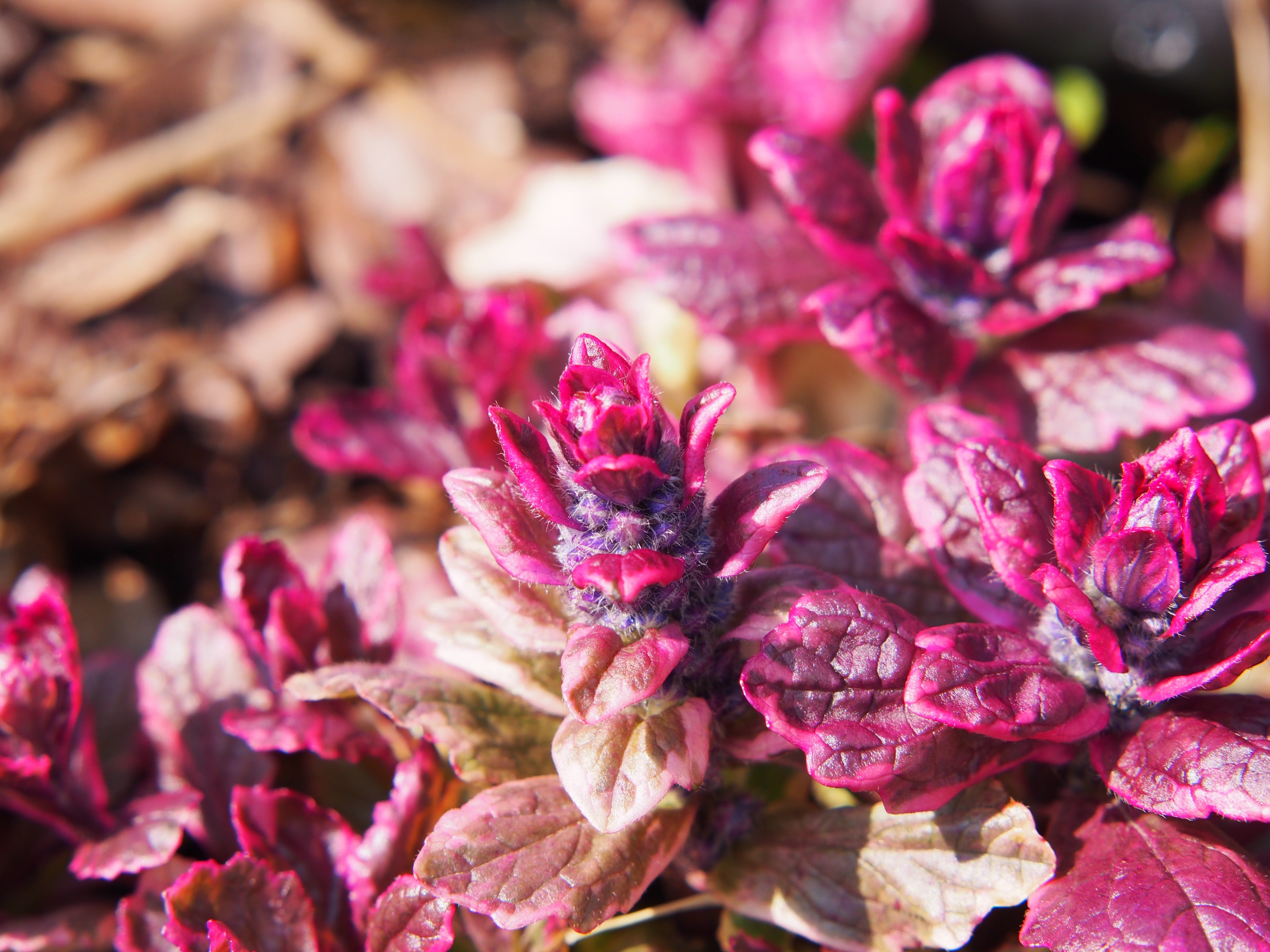 Ajuga reptans ‚Burgundy Glow' / Günsel - Stauden Gaenge