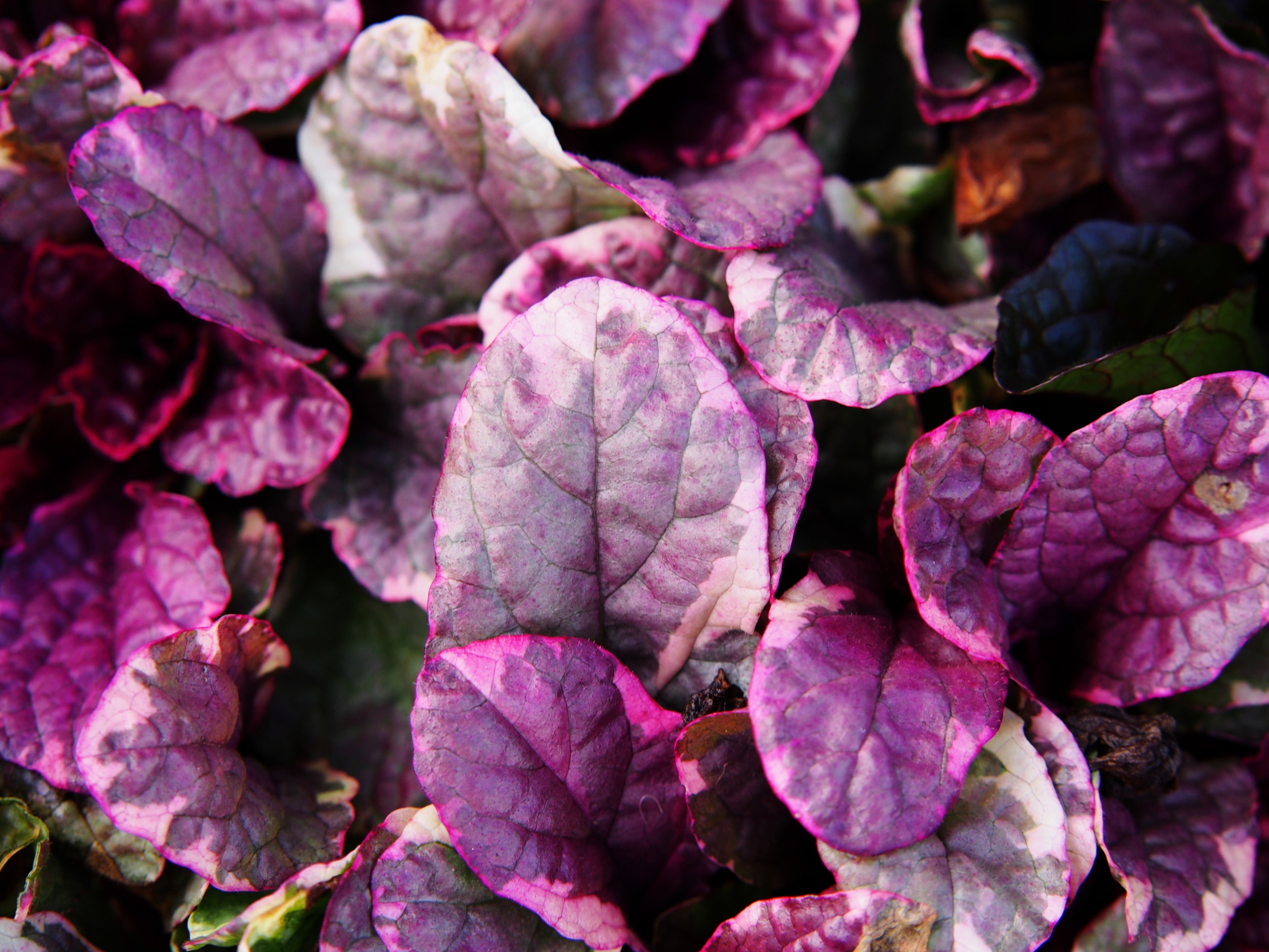 Ajuga reptans ‚Burgundy Glow' / Günsel - Stauden Gaenge