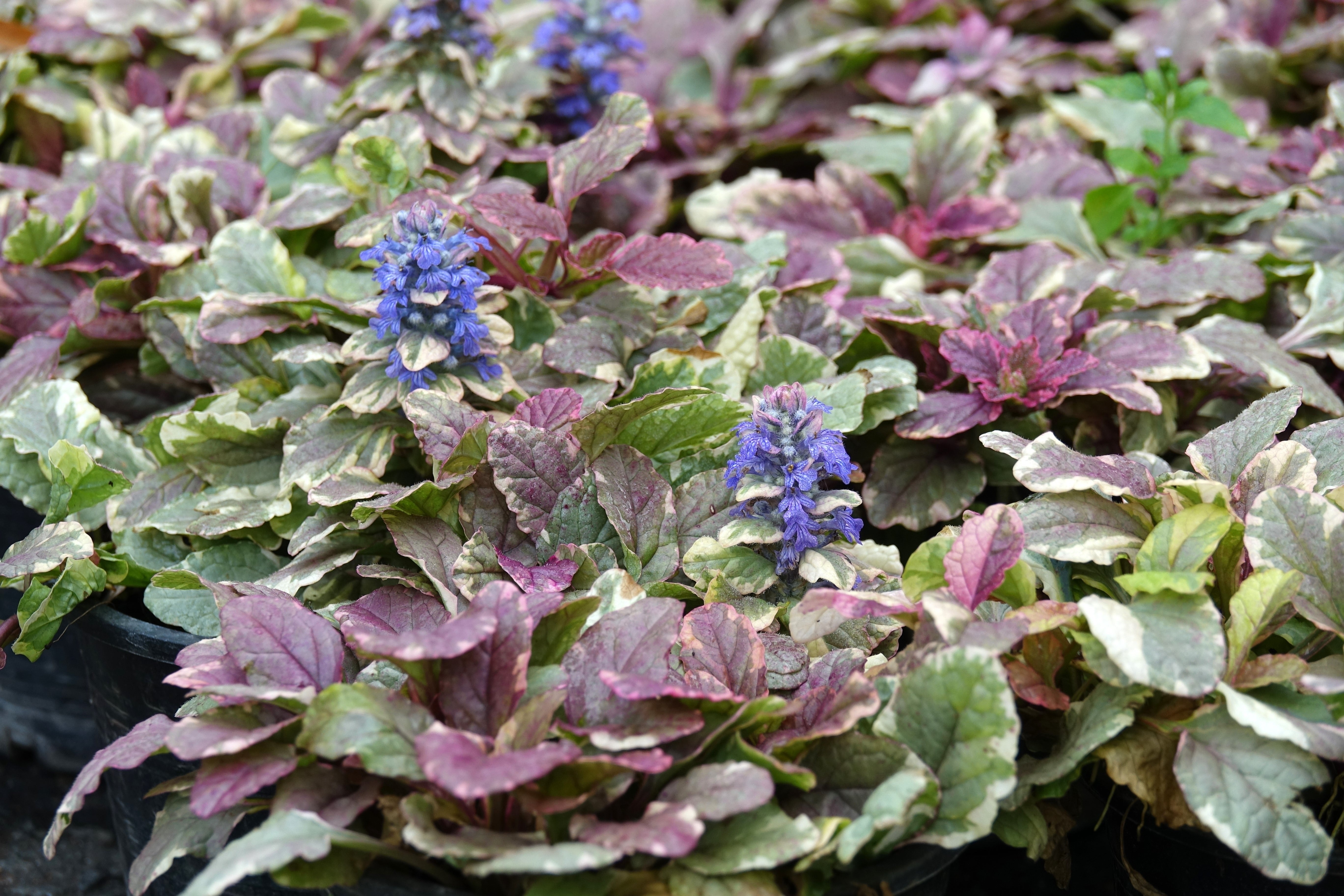 Ajuga reptans ‚Burgundy Glow' / Günsel - Stauden Gaenge