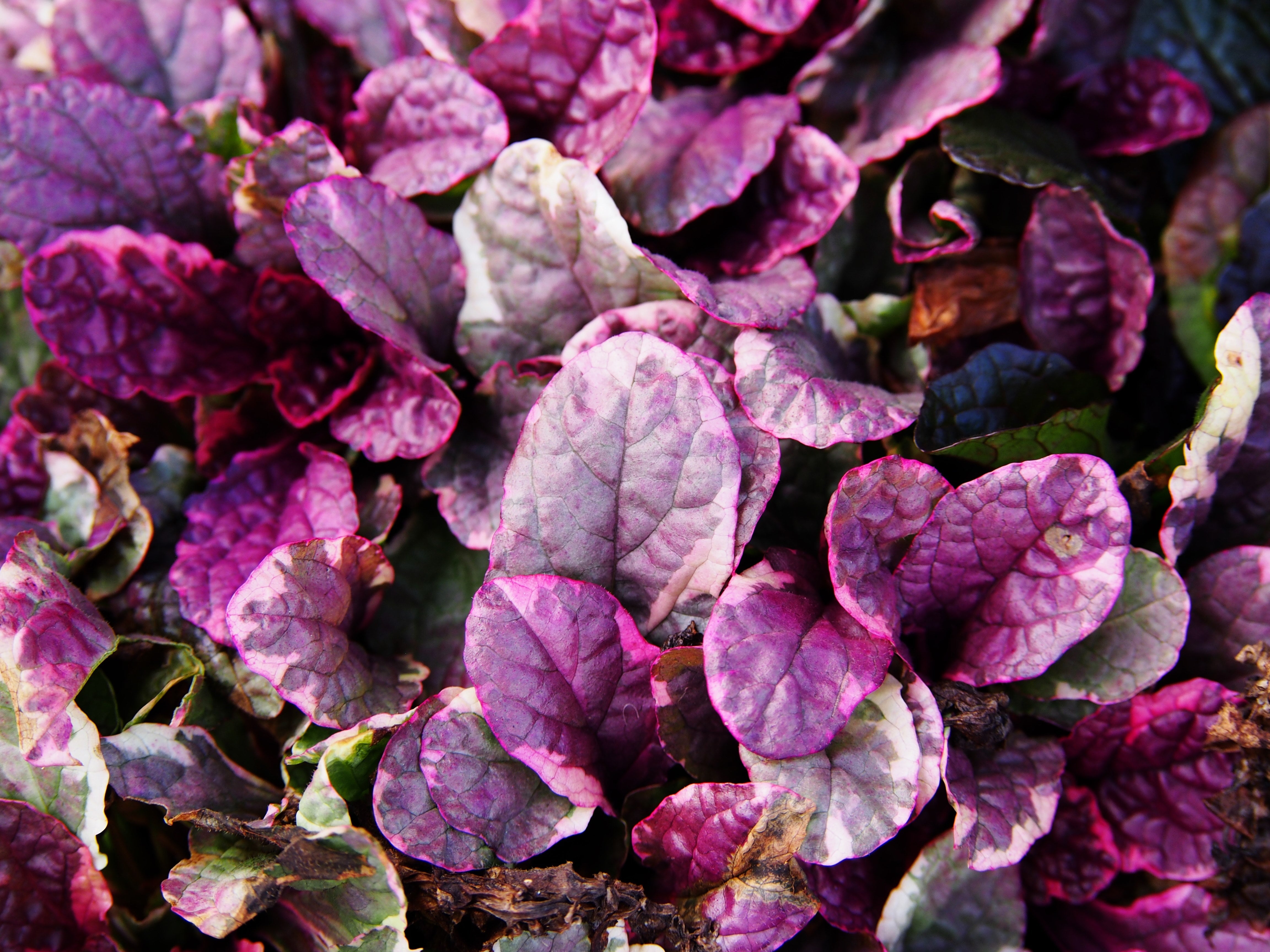 Ajuga reptans ‚Burgundy Glow' / Günsel - Stauden Gaenge