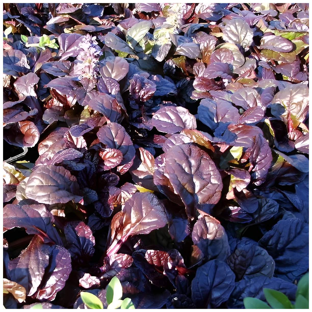 Ajuga reptans 'Evening Glow' / Günsel - Stauden Gaenge