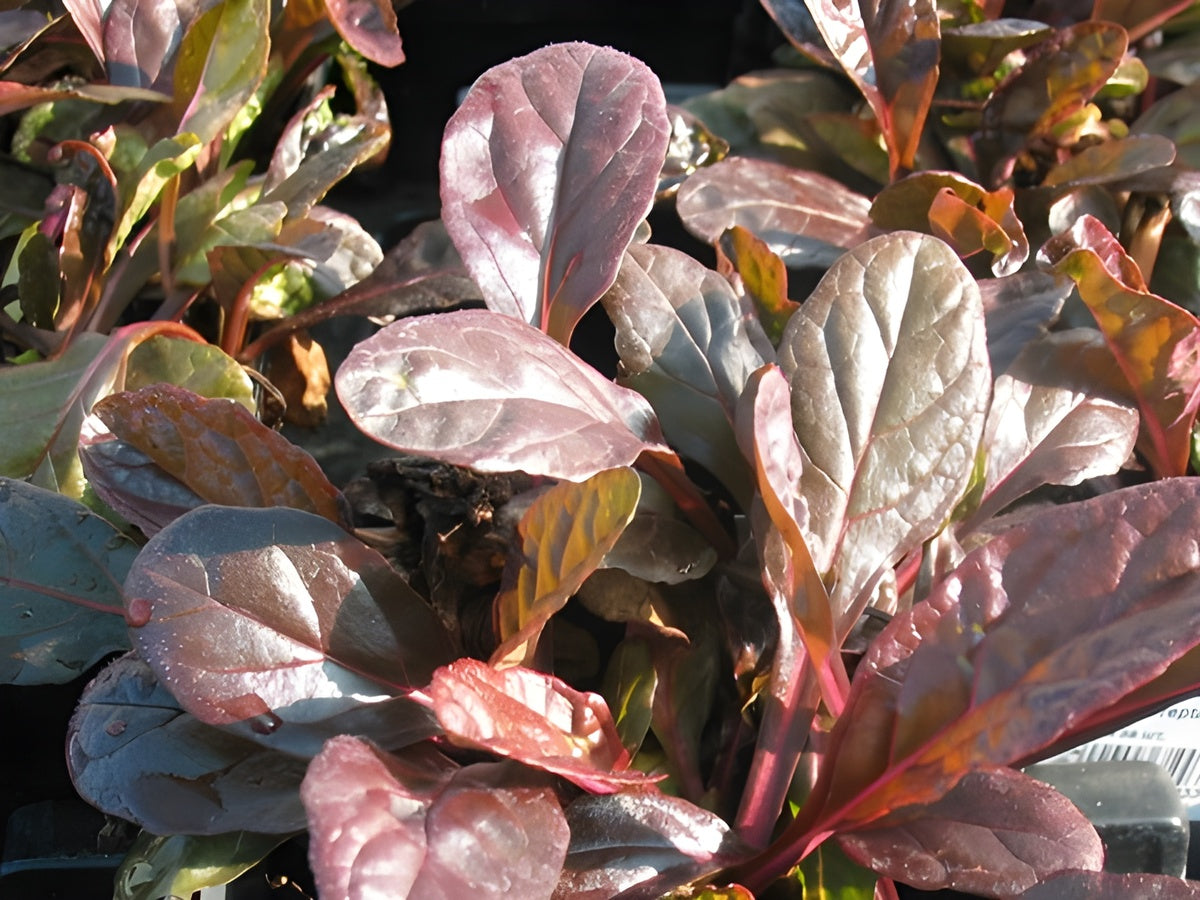 Ajuga reptans 'Evening Glow' / Günsel - Stauden Gaenge