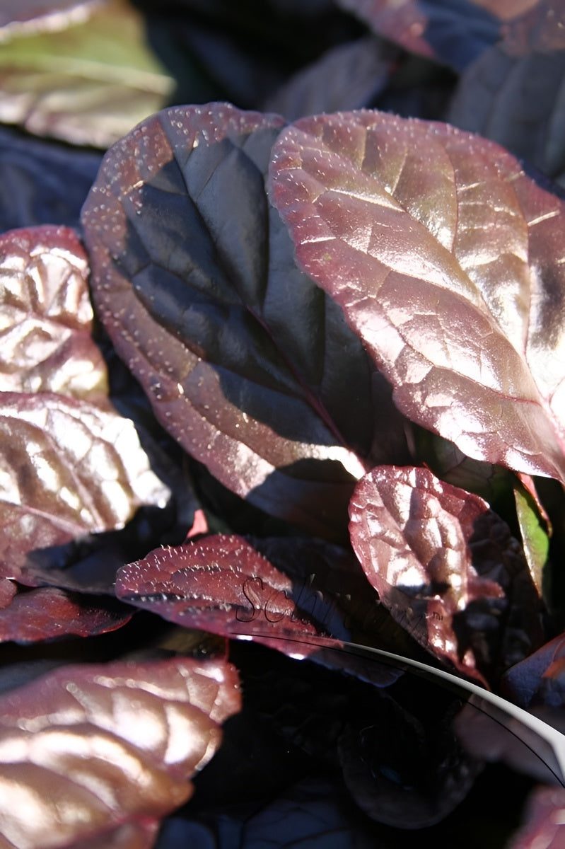 Ajuga reptans 'Evening Glow' / Günsel - Stauden Gaenge