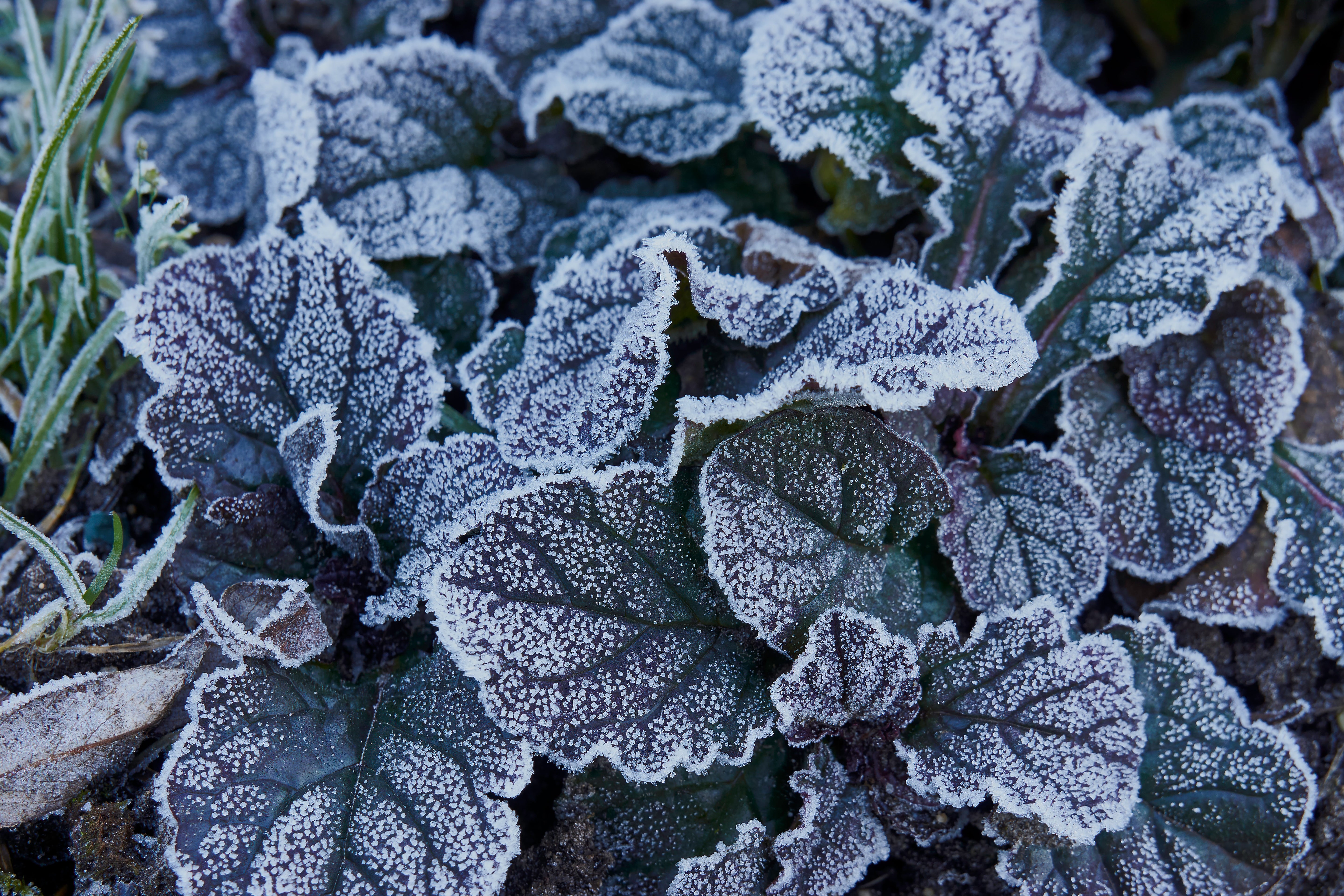 Ajuga reptans ‚Mahogany' / Günsel - Stauden Gaenge