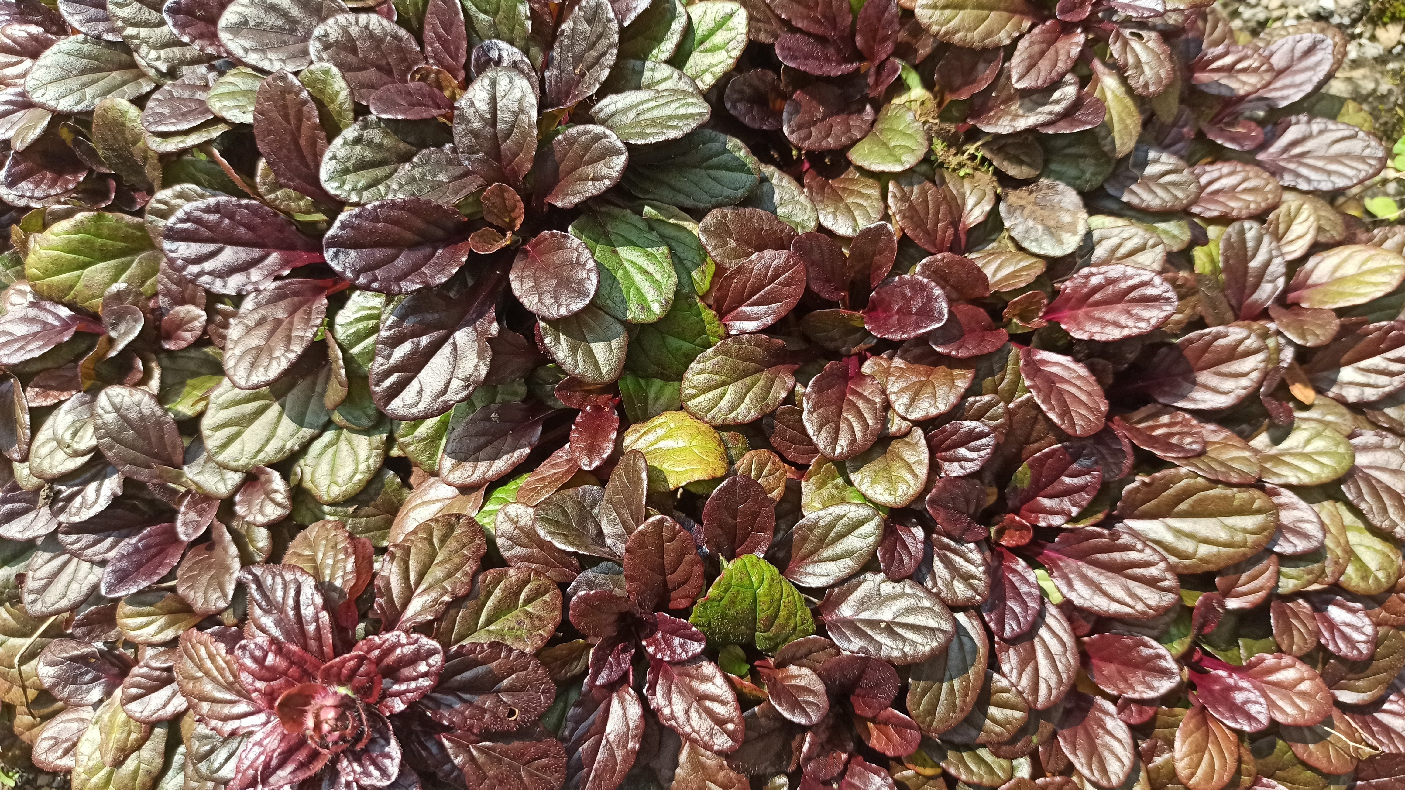 Ajuga reptans ‚Mahogany' / Günsel - Stauden Gaenge