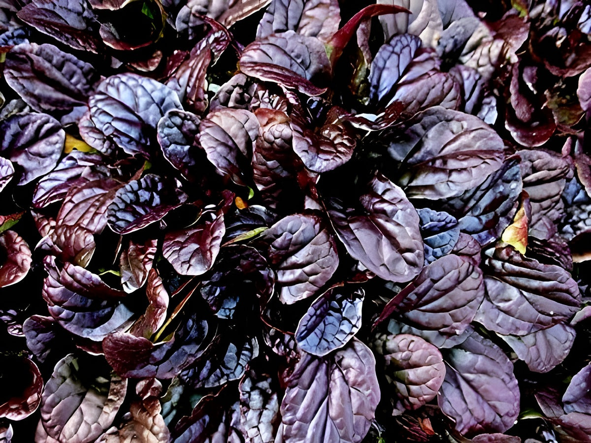 Ajuga reptans ‚Mahogany' / Günsel - Stauden Gaenge