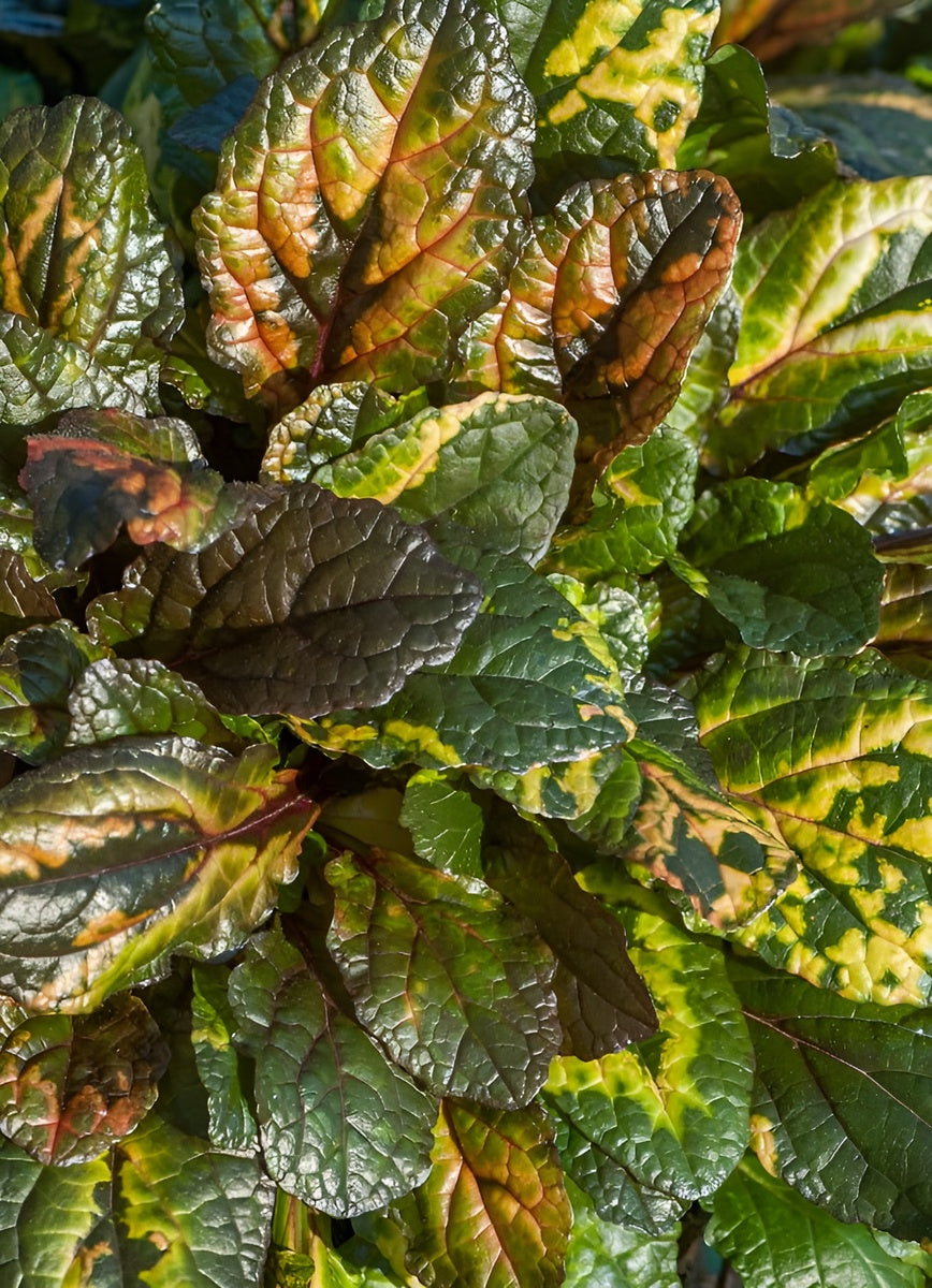 Ajuga reptans 'Rainbow' / Günsel - Stauden Gaenge