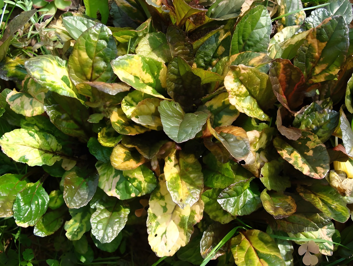 Ajuga reptans 'Rainbow' / Günsel - Stauden Gaenge