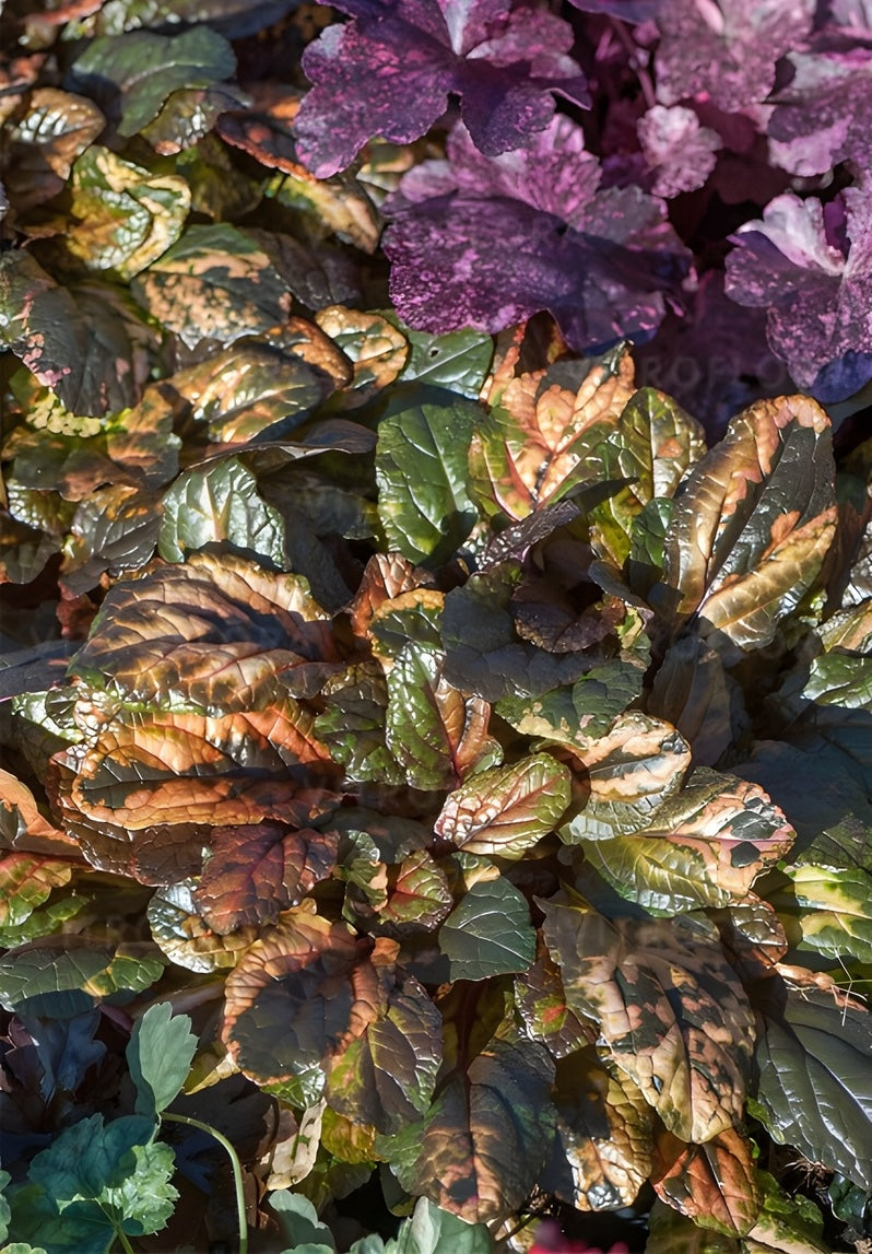 Ajuga reptans 'Rainbow' / Günsel - Stauden Gaenge