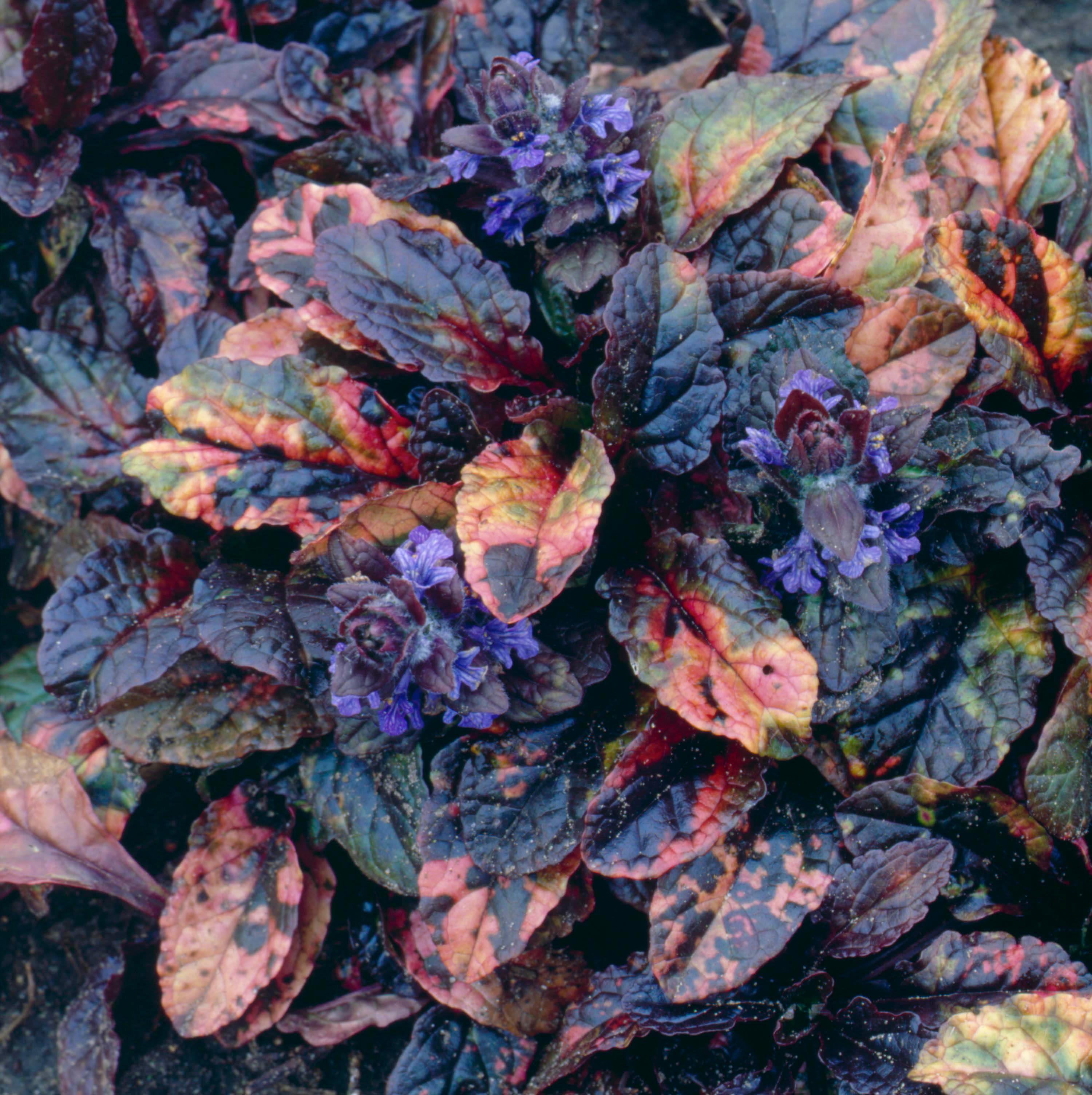 Ajuga reptans 'Rainbow' / Günsel - Stauden Gaenge