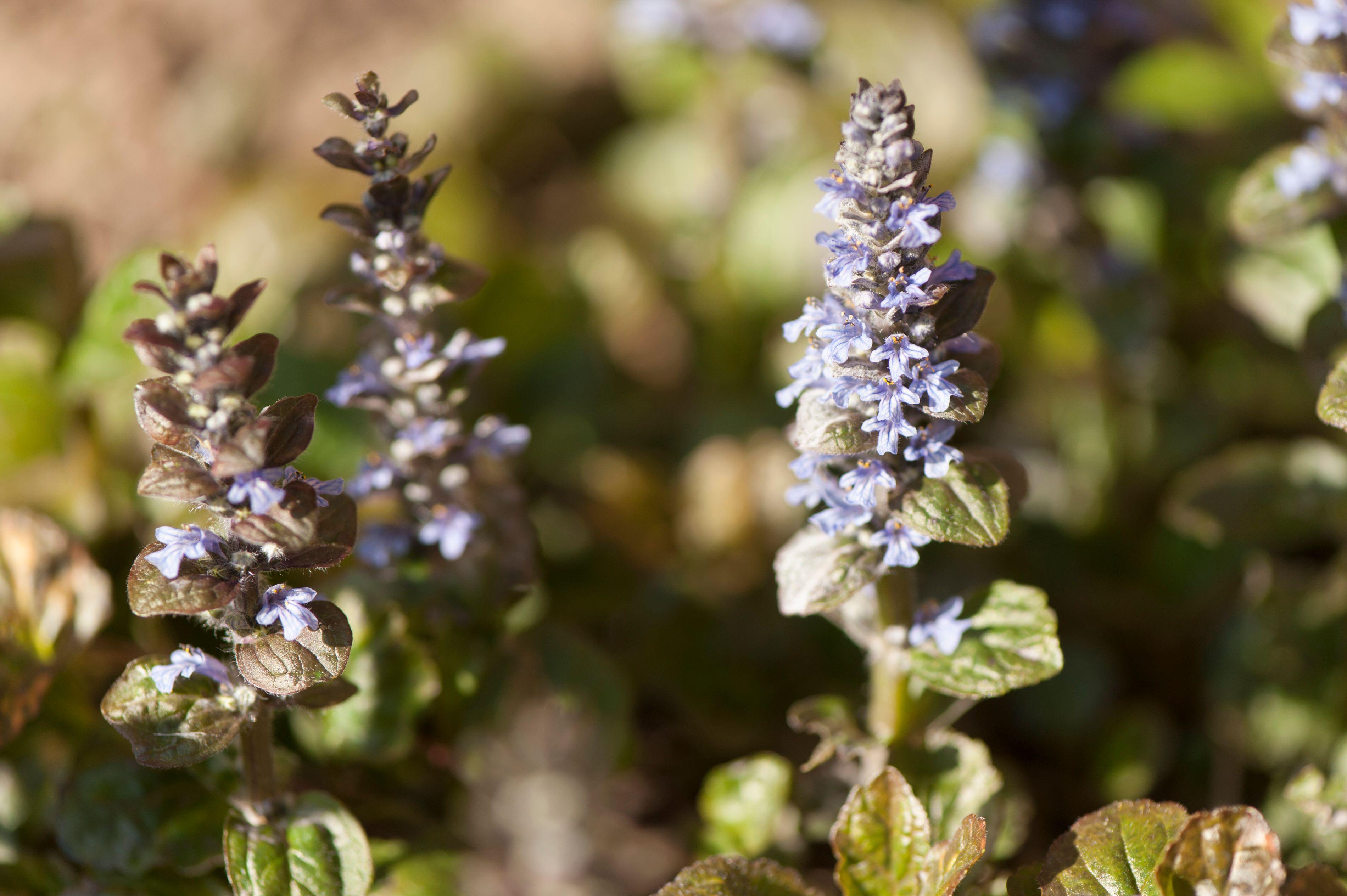 Ajuga reptans 'Rainbow' / Günsel - Stauden Gaenge