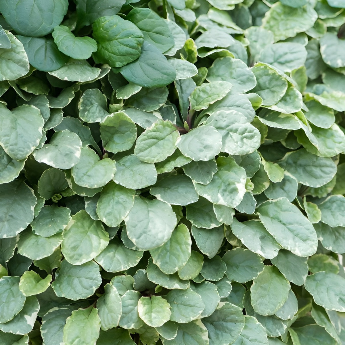 Ajuga reptans 'Variegata' / Günsel - Stauden Gaenge