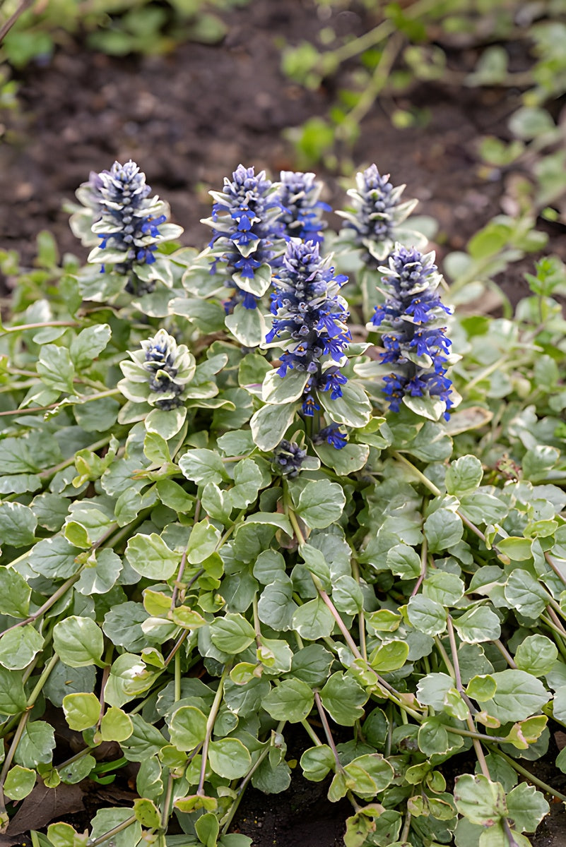 Ajuga reptans 'Variegata' / Günsel - Stauden Gaenge