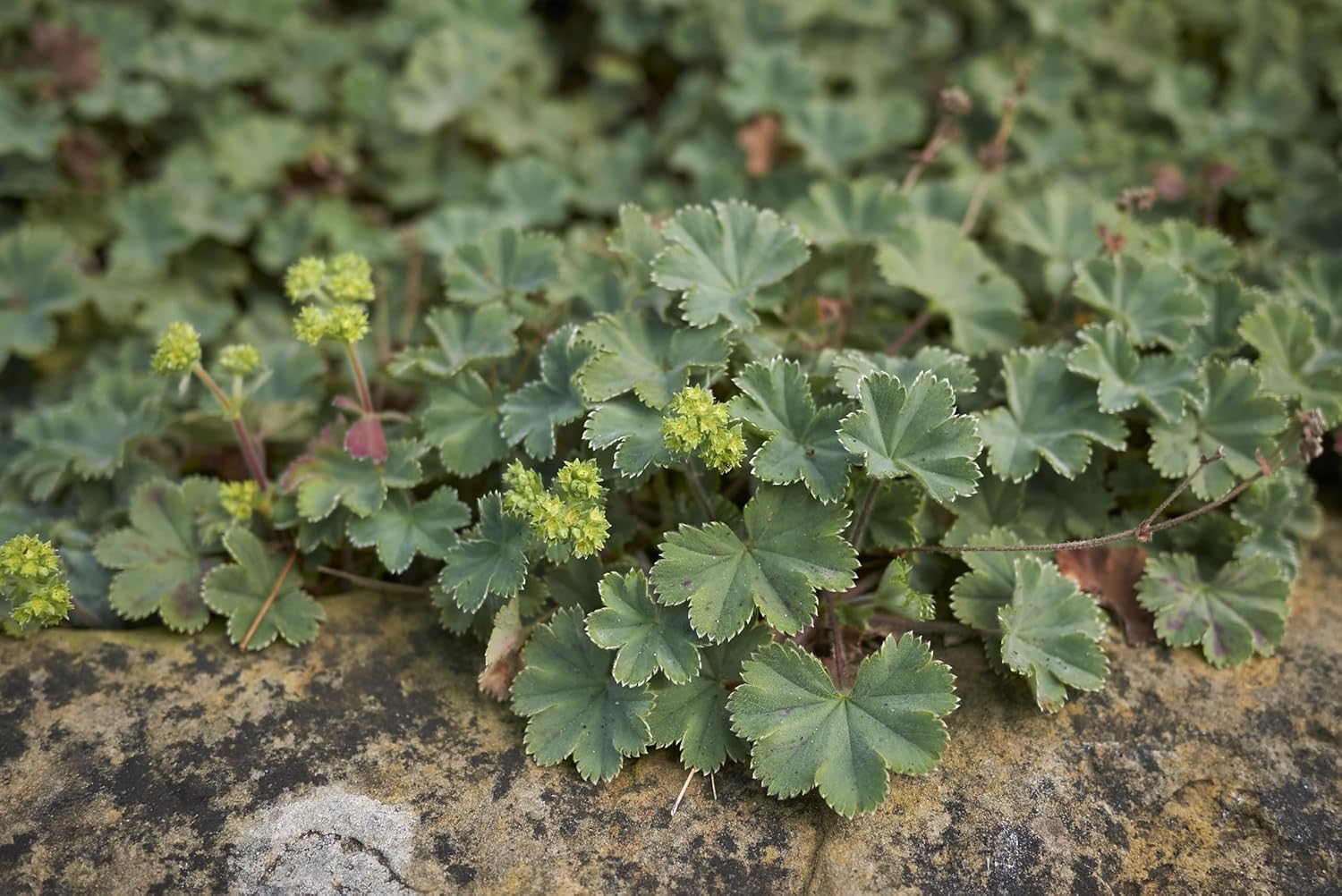 Alchemilla erythropoda / Kleiner Frauenmantel - Stauden Gaenge
