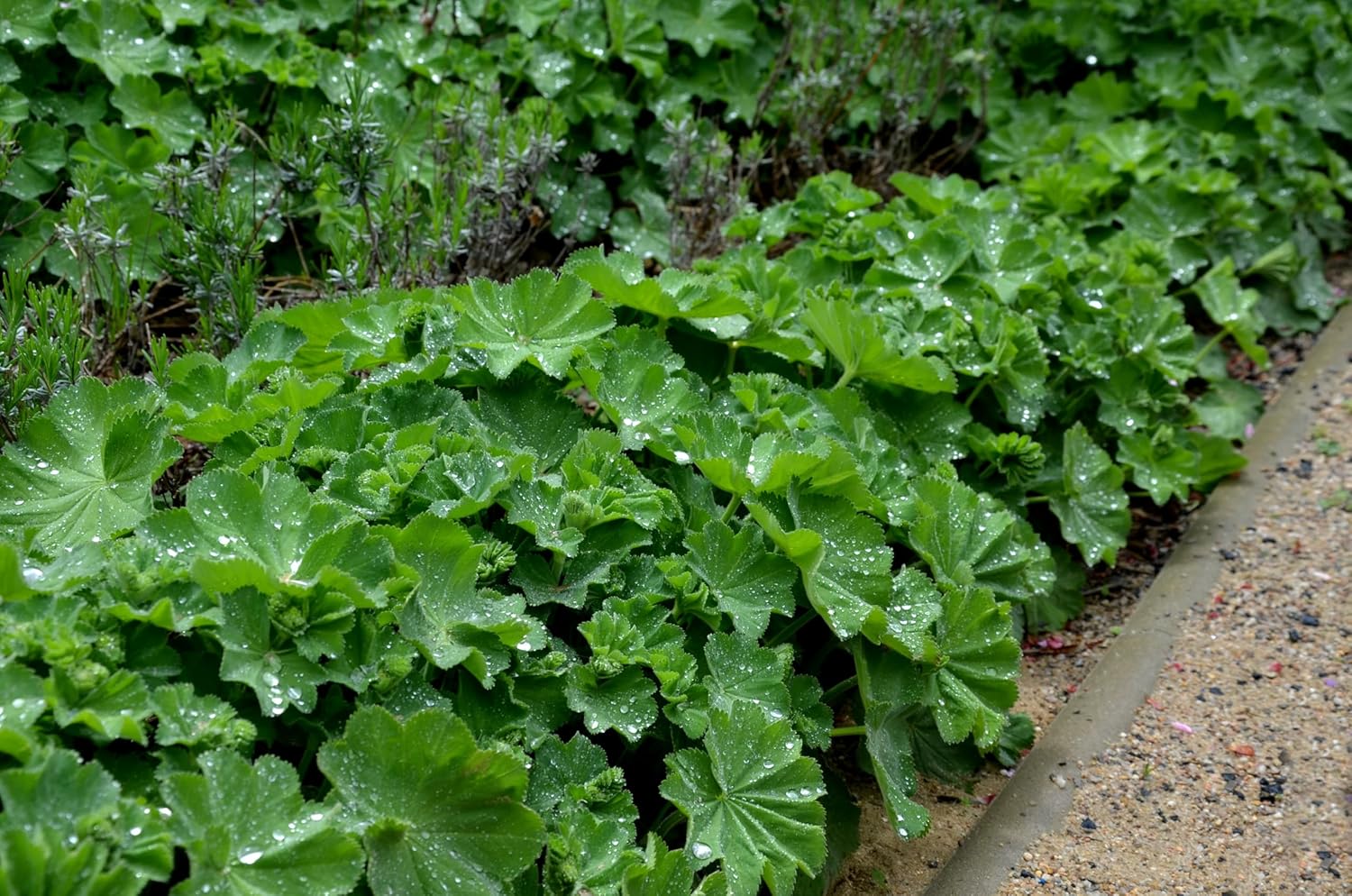 Alchemilla mollis / Großer Frauenmantel - Stauden Gaenge