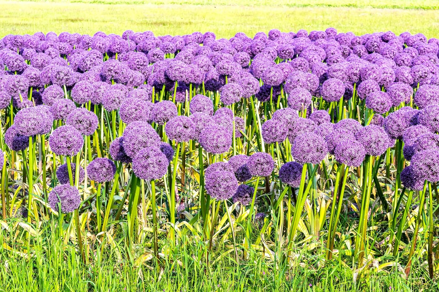 Allium ‚Gladiator' / Zierlauch - Stauden Gaenge
