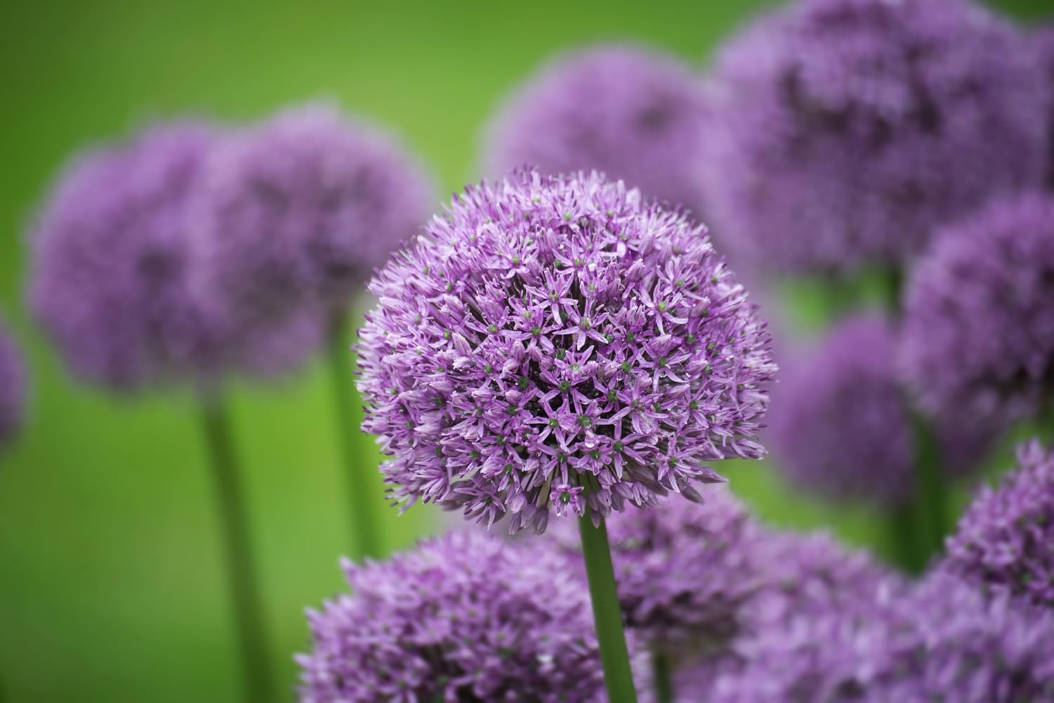 Allium ‚Gladiator' / Zierlauch - Stauden Gaenge