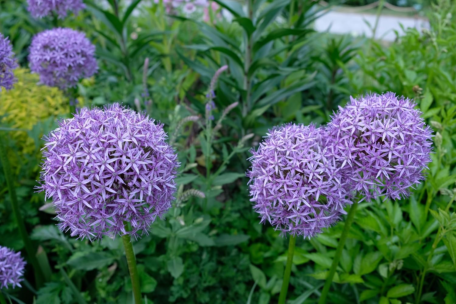 Allium ‚Gladiator' / Zierlauch - Stauden Gaenge