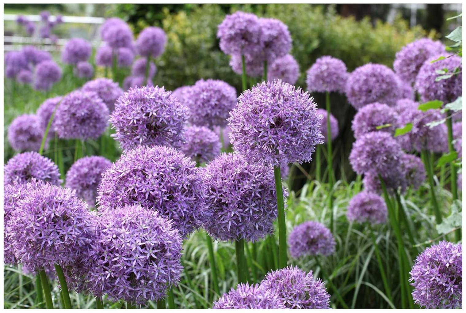Allium ‚Globemaster' / Zierlauch - Stauden Gaenge