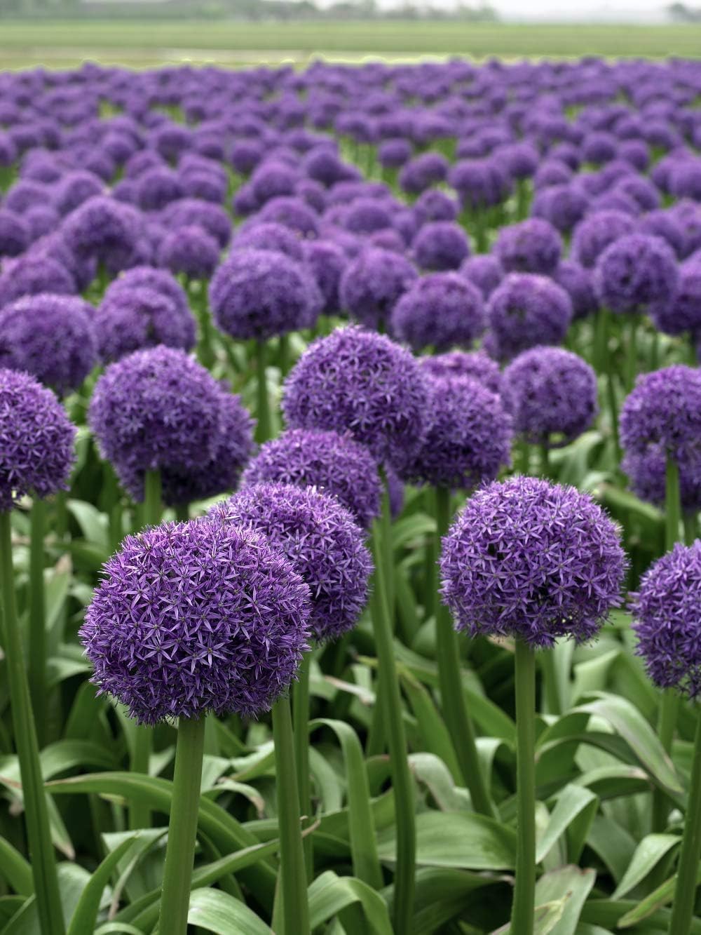 Allium ‚Globemaster' / Zierlauch - Stauden Gaenge