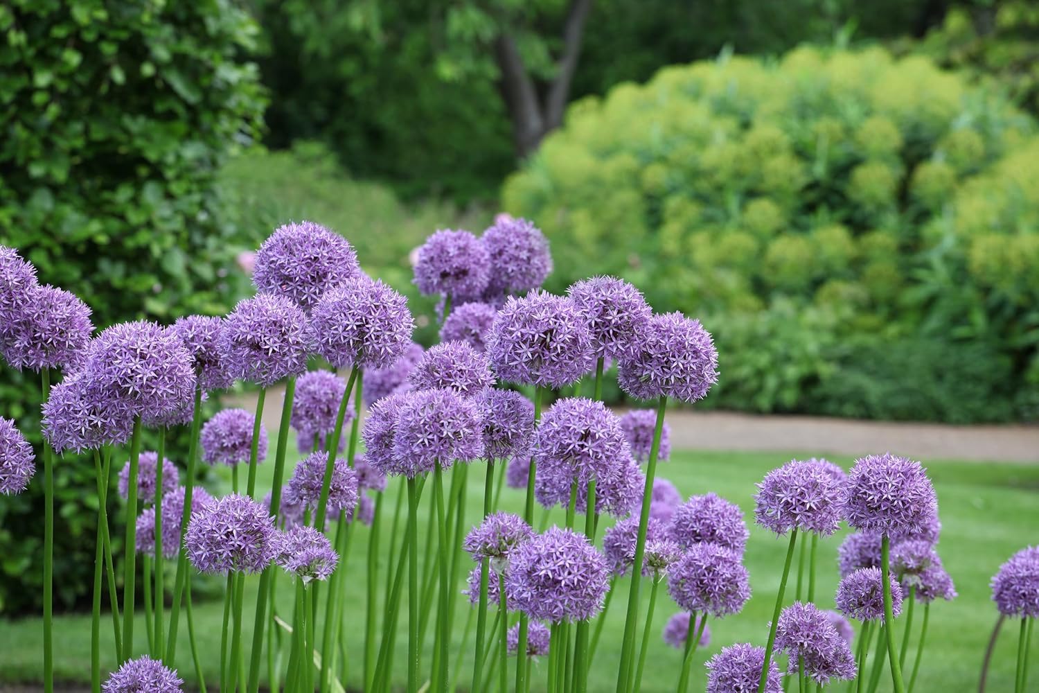Allium ‚Globemaster' / Zierlauch - Stauden Gaenge