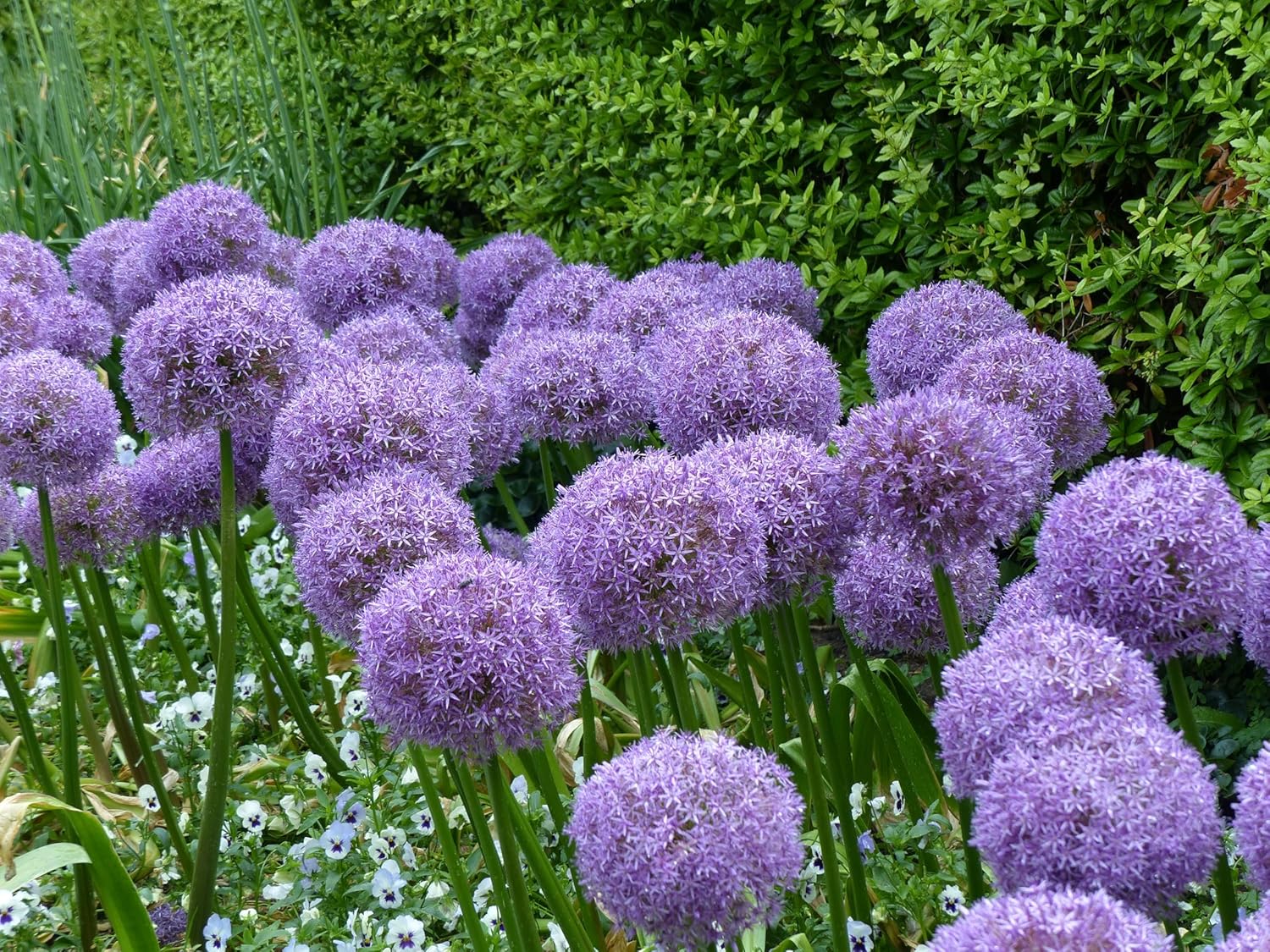 Allium ‚Globemaster' / Zierlauch - Stauden Gaenge