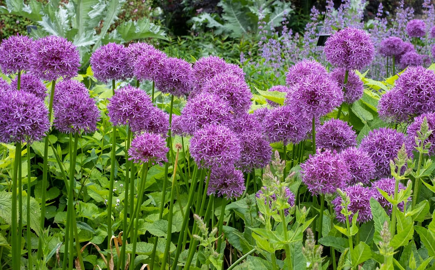 Allium ‚His Excellency' / Zierlauch - Stauden Gaenge