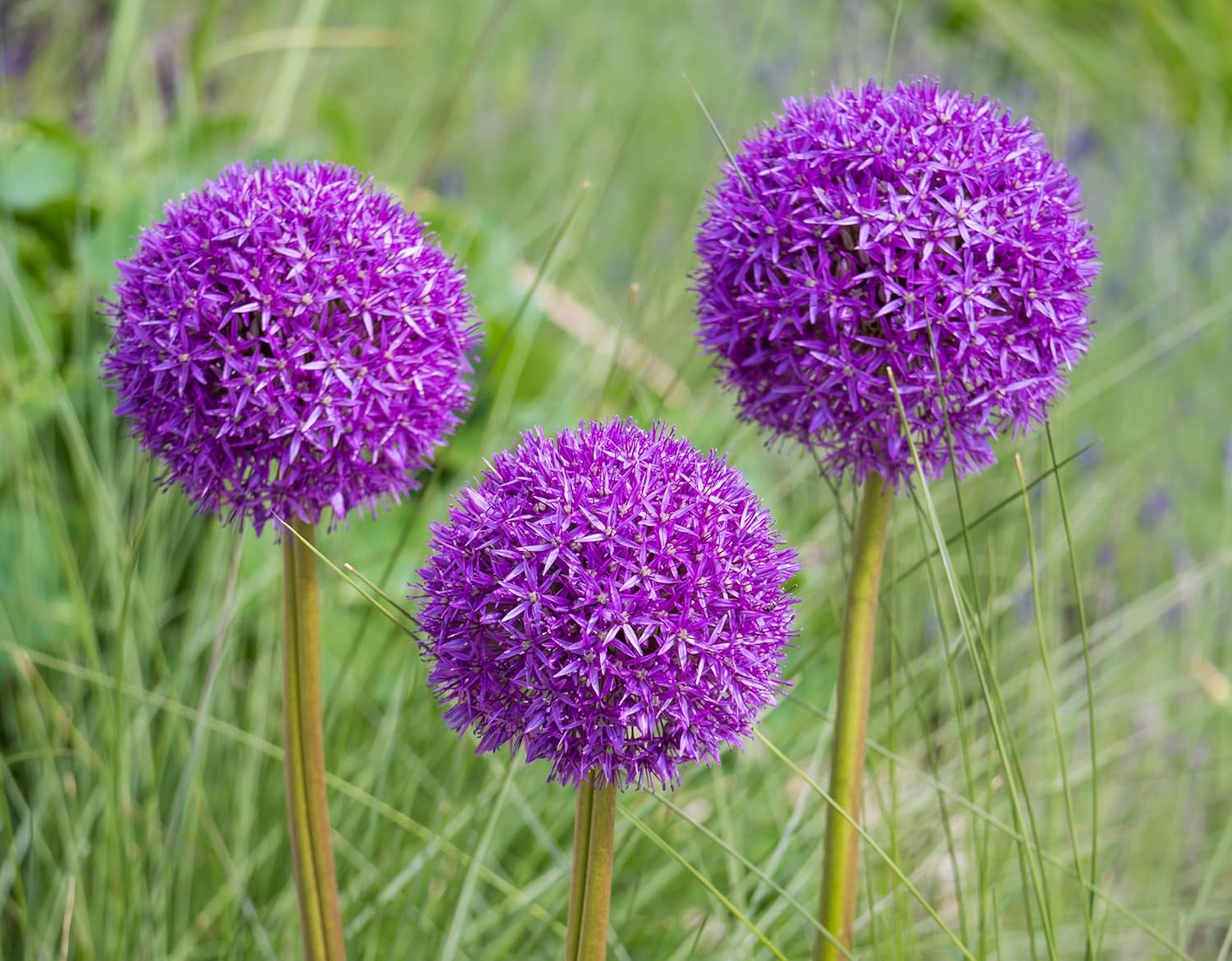 Allium ‚His Excellency' / Zierlauch - Stauden Gaenge