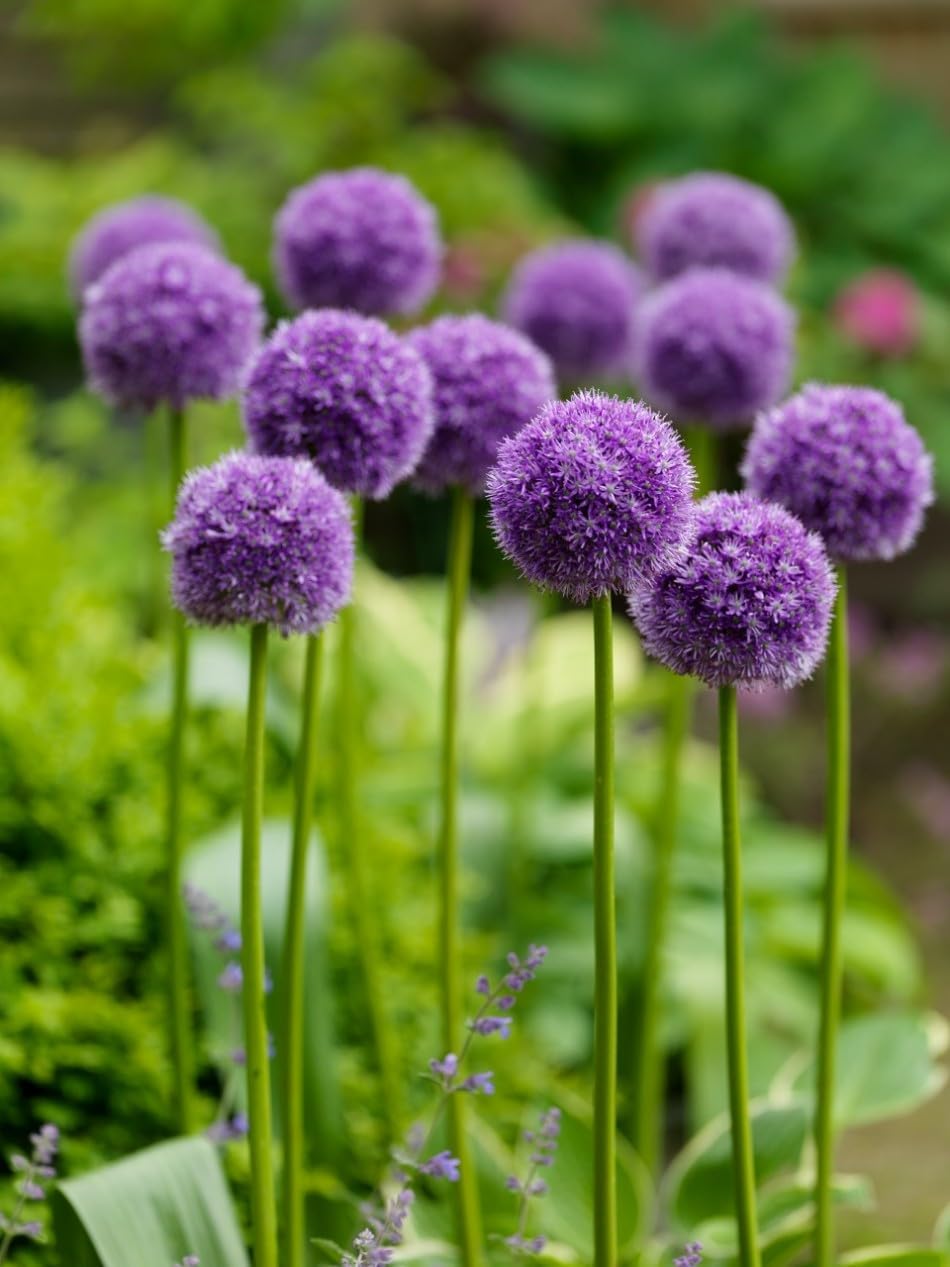 Allium ‚His Excellency' / Zierlauch - Stauden Gaenge