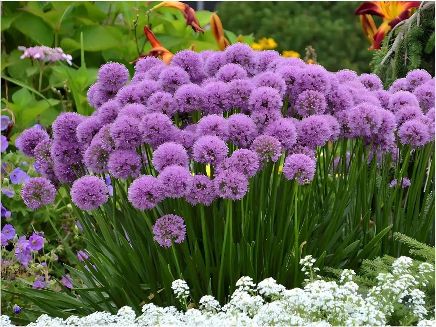 zierlauch düngen Allium ‚Millenium' / Zierlauch