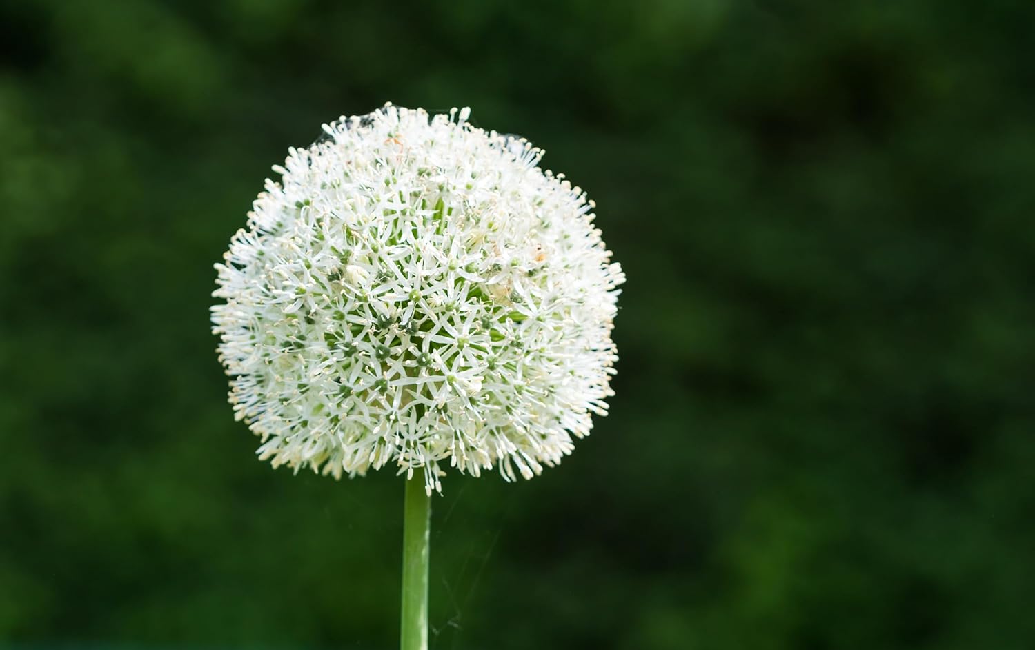 Allium ‚Mount Everest' / Zierlauch - Stauden Gaenge