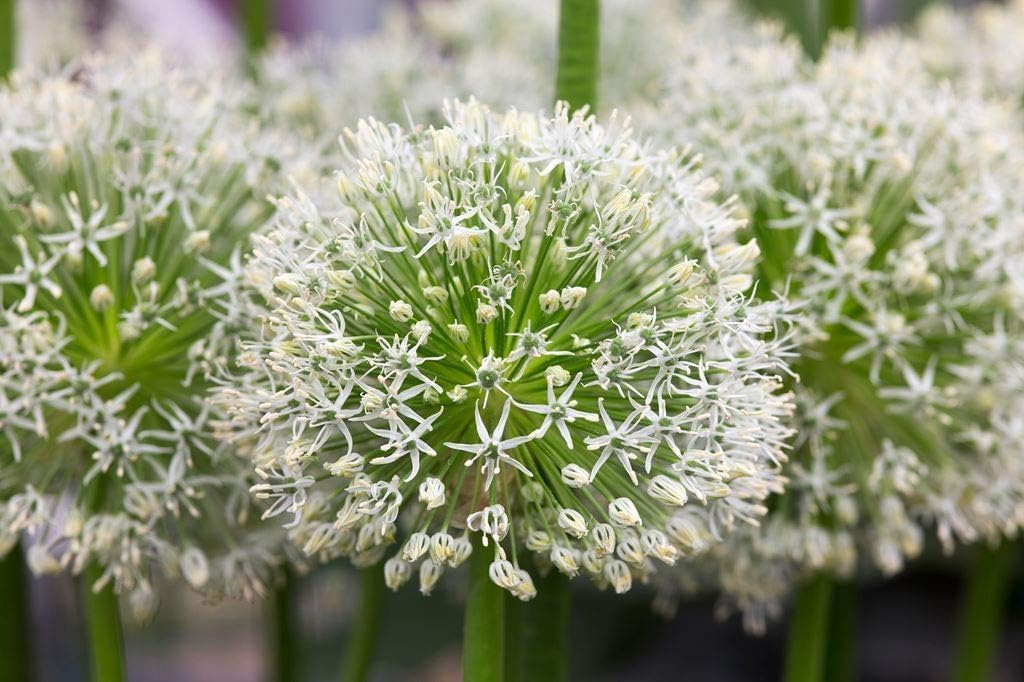 Allium ‚Mount Everest' / Zierlauch - Stauden Gaenge
