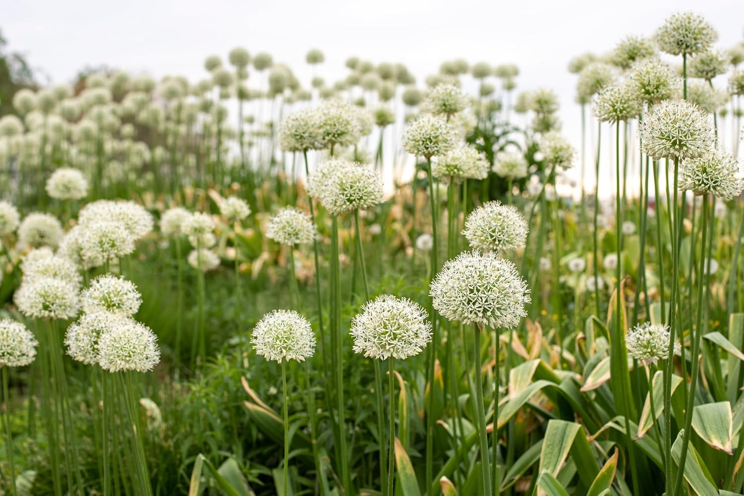 Allium ‚Mount Everest' / Zierlauch - Stauden Gaenge
