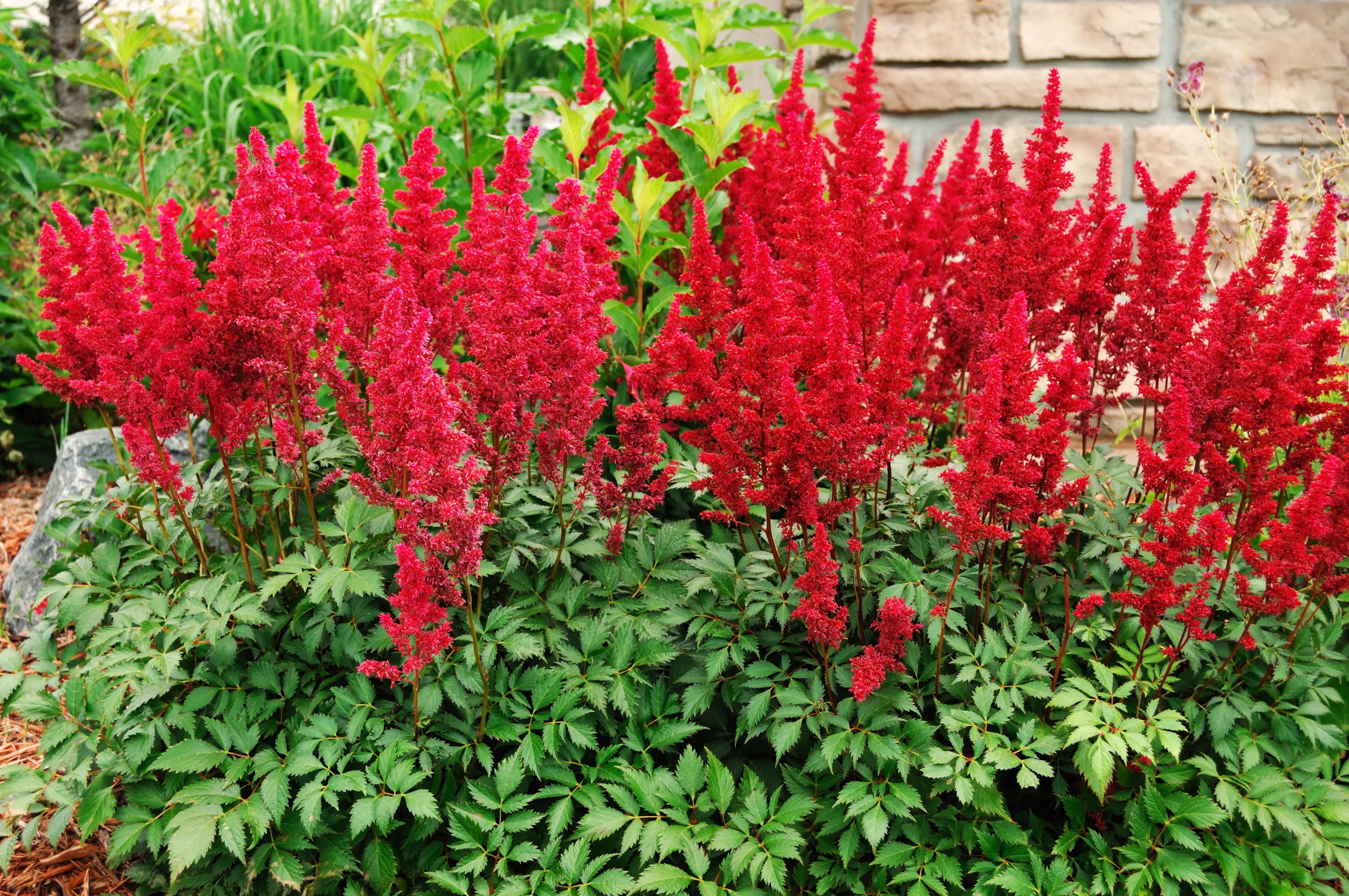 Astilbe arendsii ‚Astary Red' / Prachtspiere