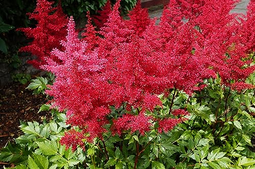 Astilbe arendsii ‚Astary Red‘ / Prachtspiere - Stauden Gaenge