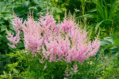 Astilbe arendsii ‚Astary Rose‘ Staude mit rosa Blüten, dekorative Prachtspiere, Stauden Gänge, im Garten.