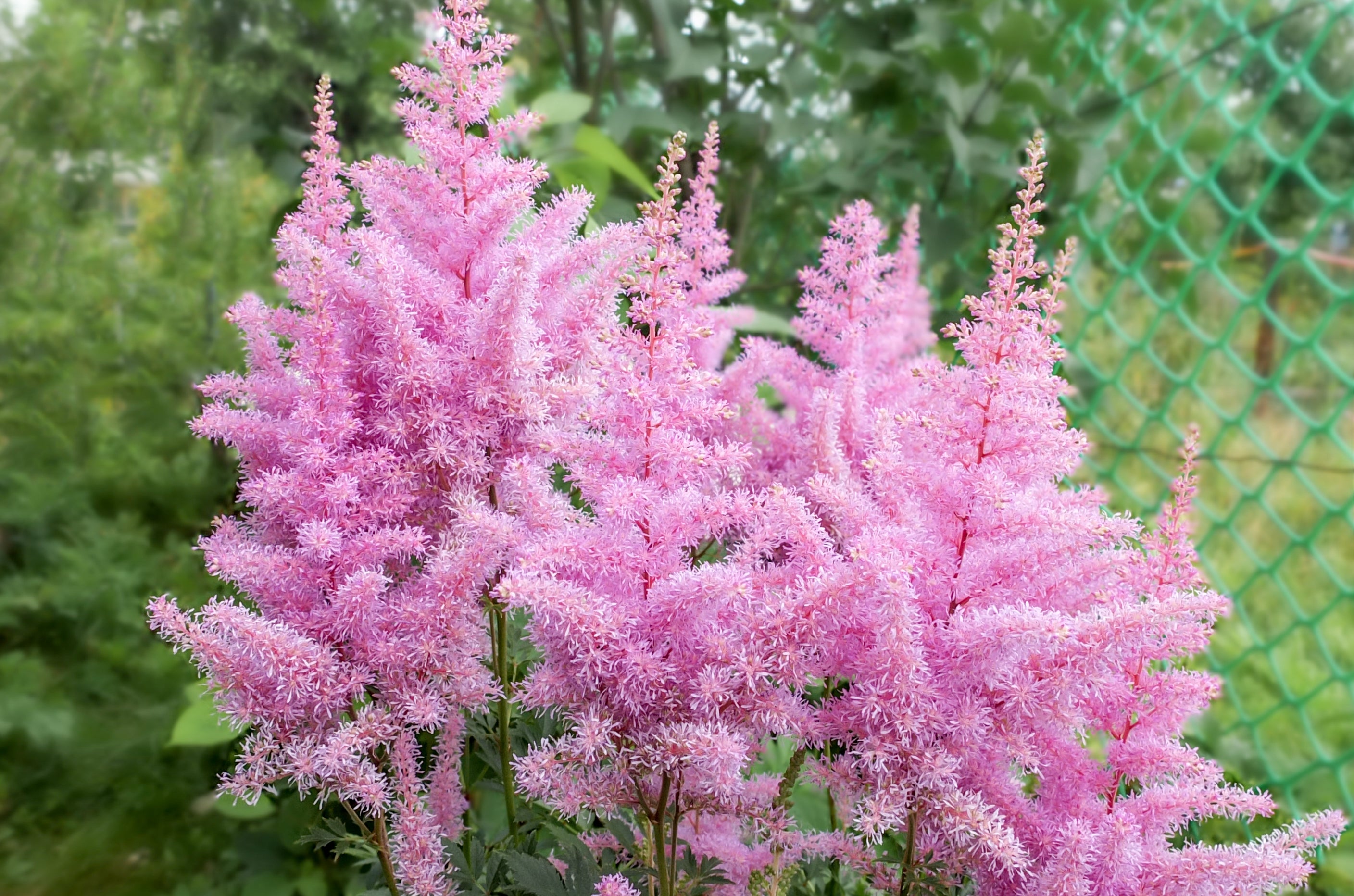 Astilbe arendsii ‚Astary Rose‘ / Prachtspiere - Stauden Gaenge
