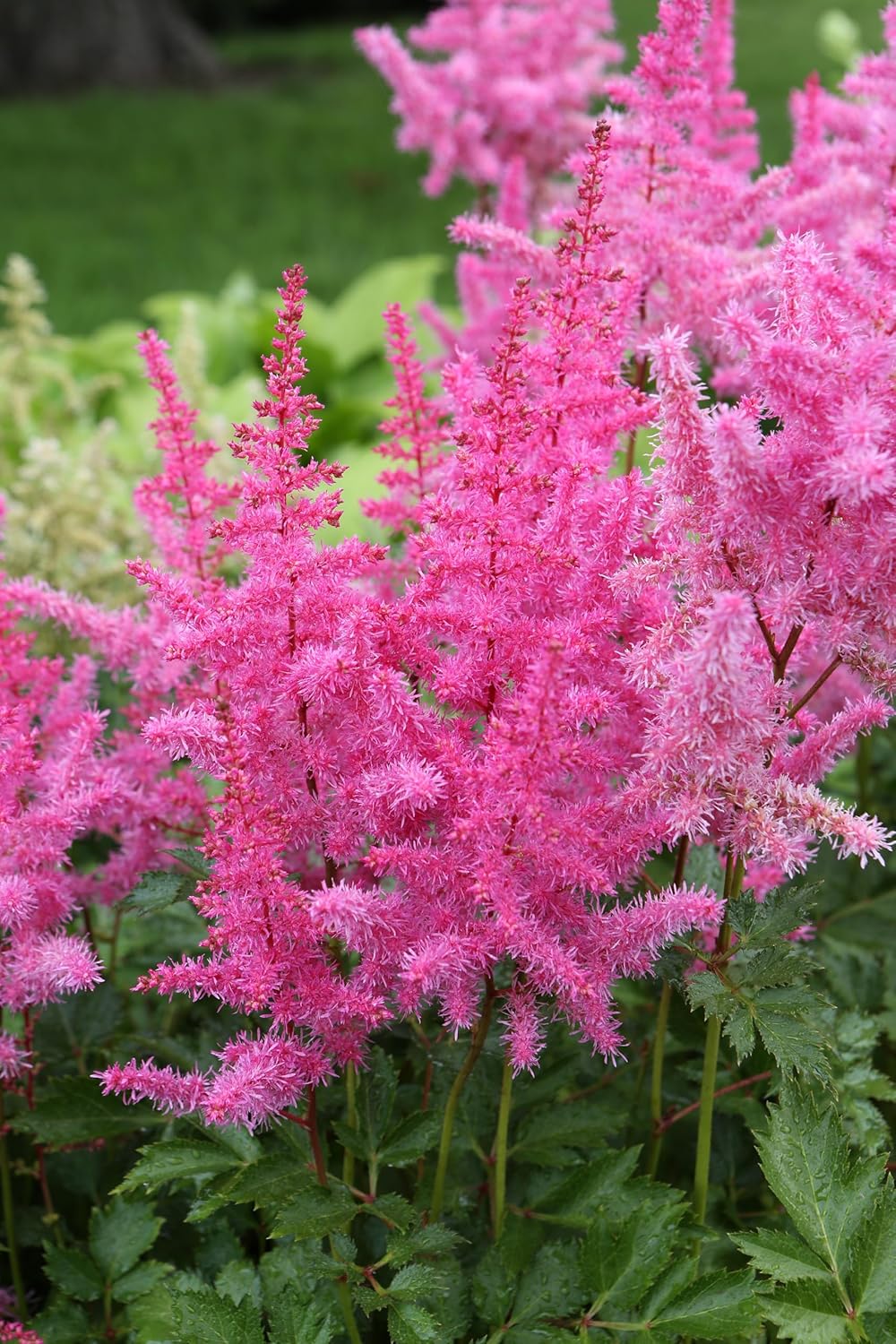 Astilbe arendsii ‚Astary Rose‘ / Prachtspiere - Stauden Gaenge