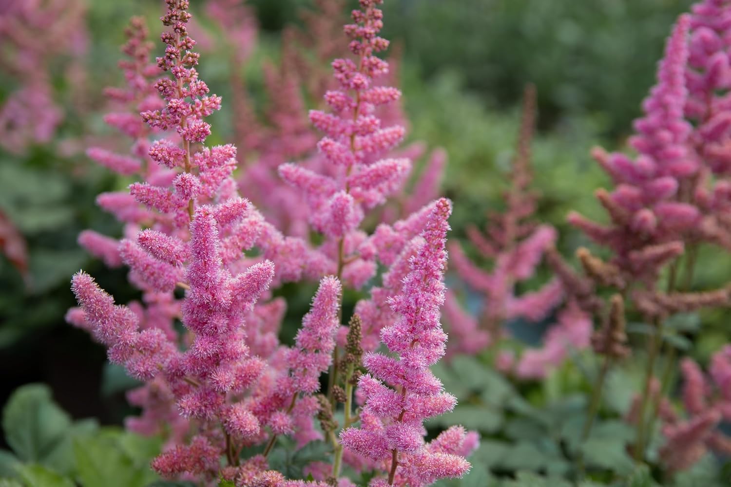 Astilbe arendsii ‚Astary Rose‘ / Prachtspiere - Stauden Gaenge