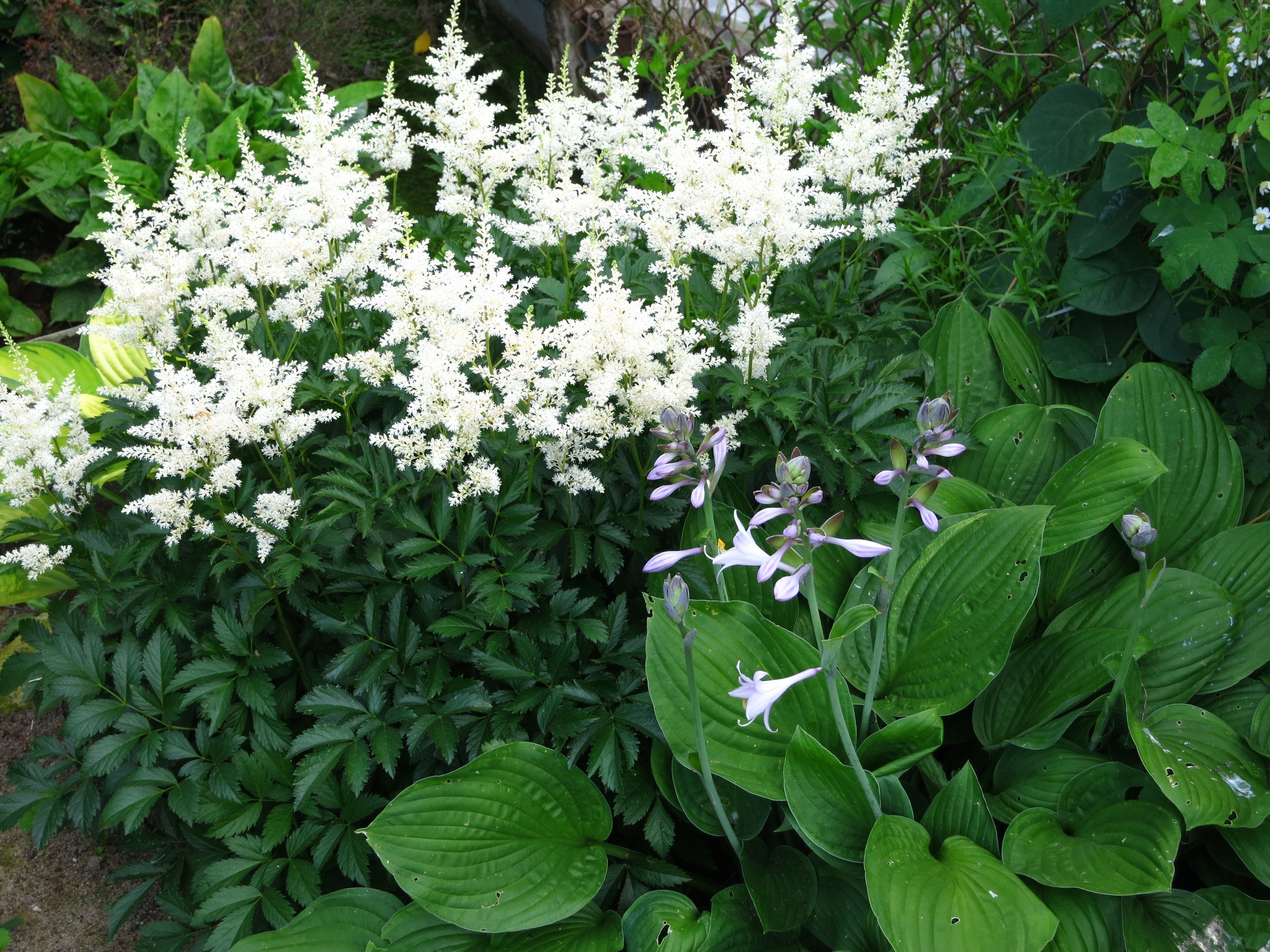 Astilbe arendsii ‚Deutschland‘ / Prachtspiere - Stauden Gaenge