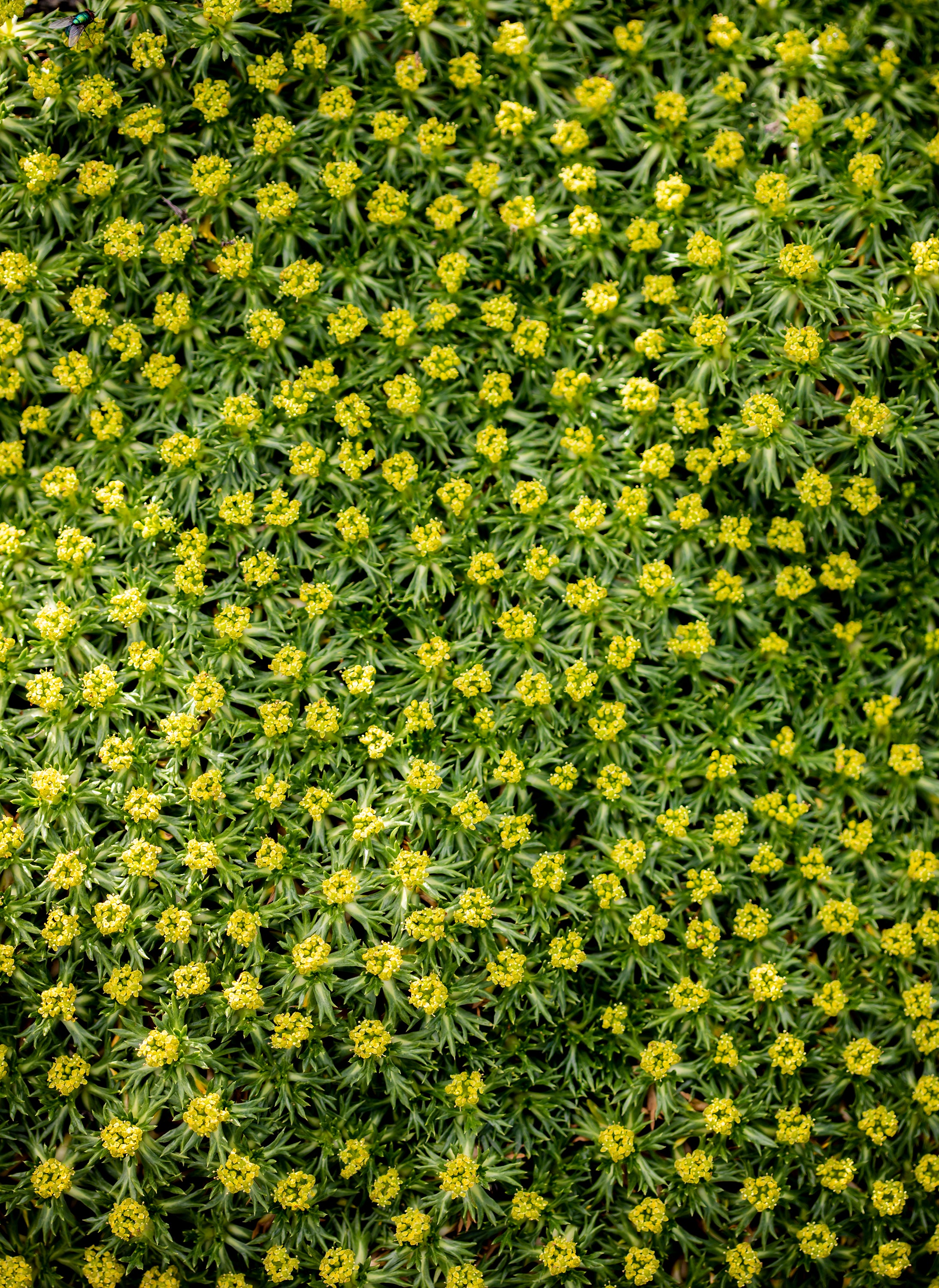 Azorella trifurcata ’Nana' / Andenpolster - Stauden Gaenge