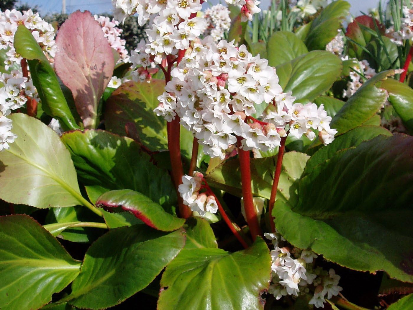 Bergenia cordifolia 'Beach' / Bergenie - Stauden Gaenge