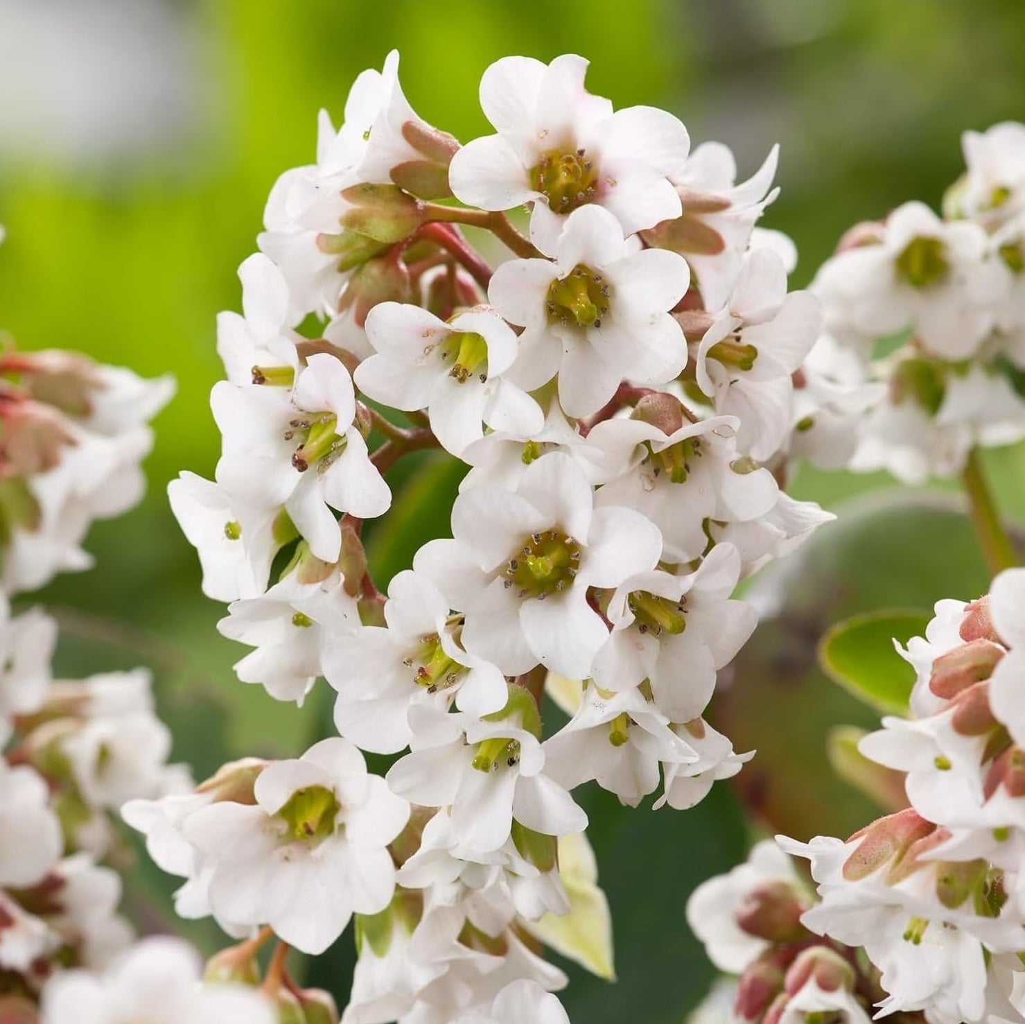 Bergenia cordifolia 'Beach' / Bergenie - Stauden Gaenge