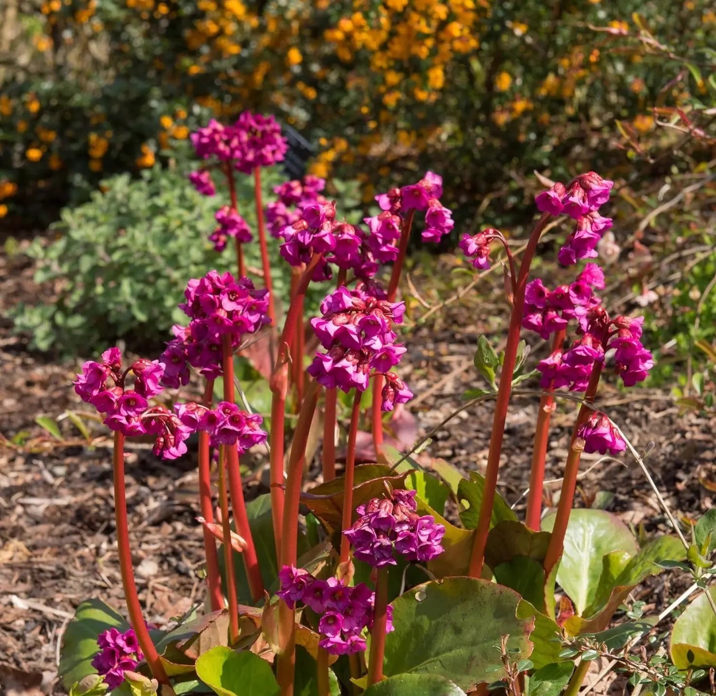 bergenie düngen Bergenia cordifolia 'Eroica' / Bergenie