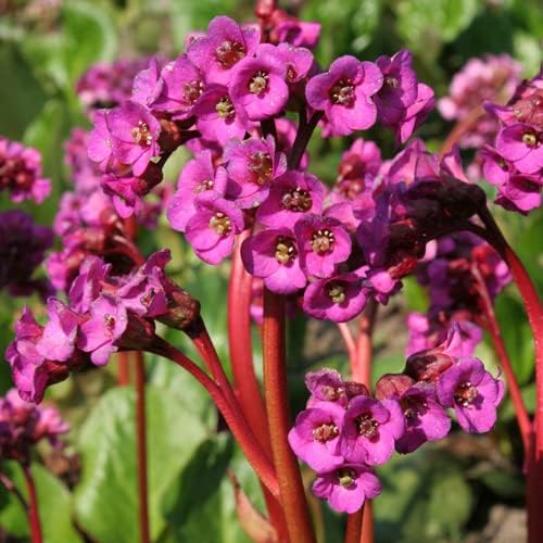 Bergenia cordifolia 'Erotica' / Bergenie - Stauden Gaenge